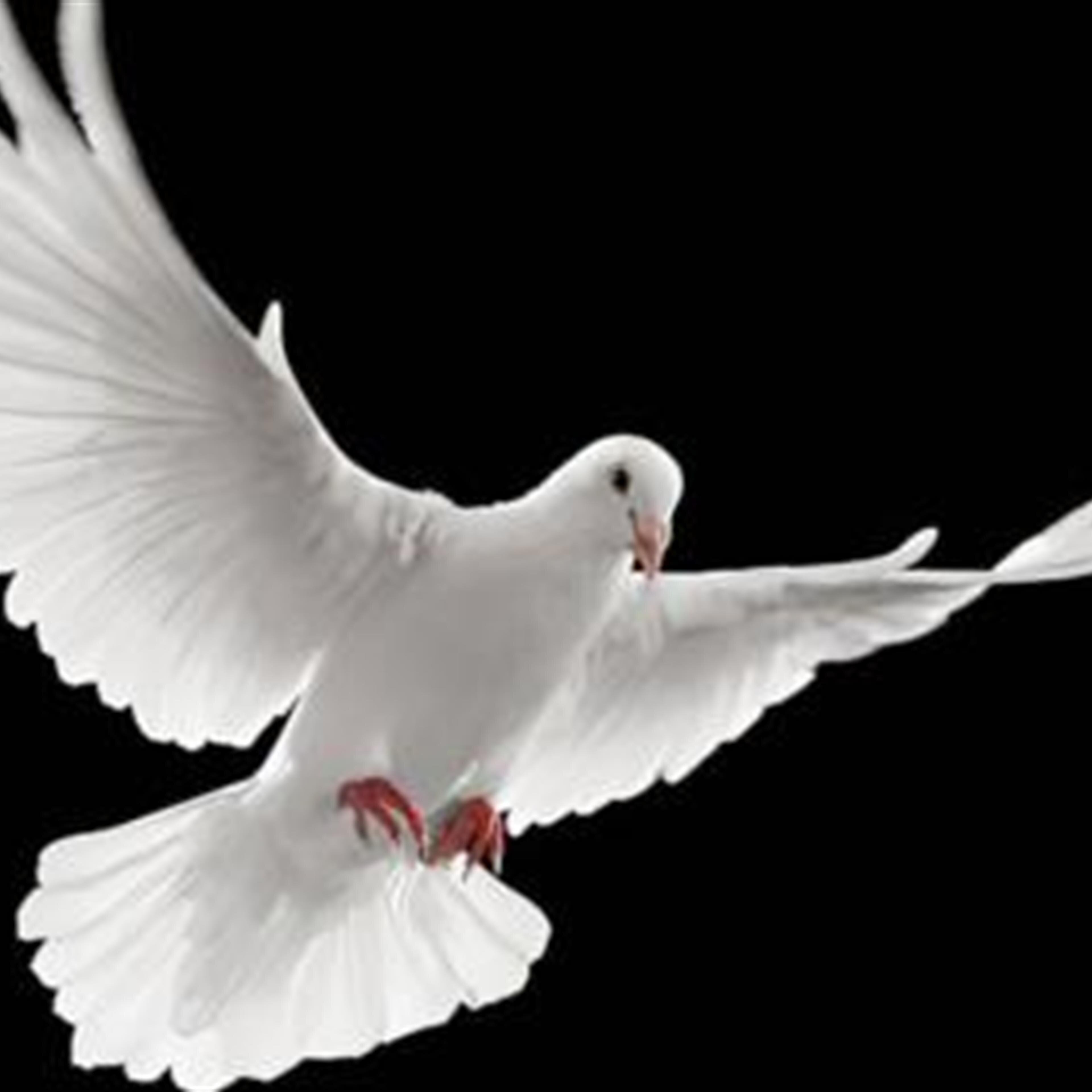 http://webcast.funeralvue.com/events/viewer/88474/hash:C739128A41584745