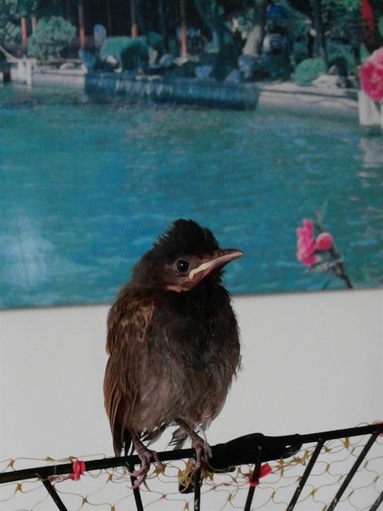 Honolulu birds
