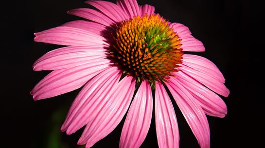 Tabor Photography