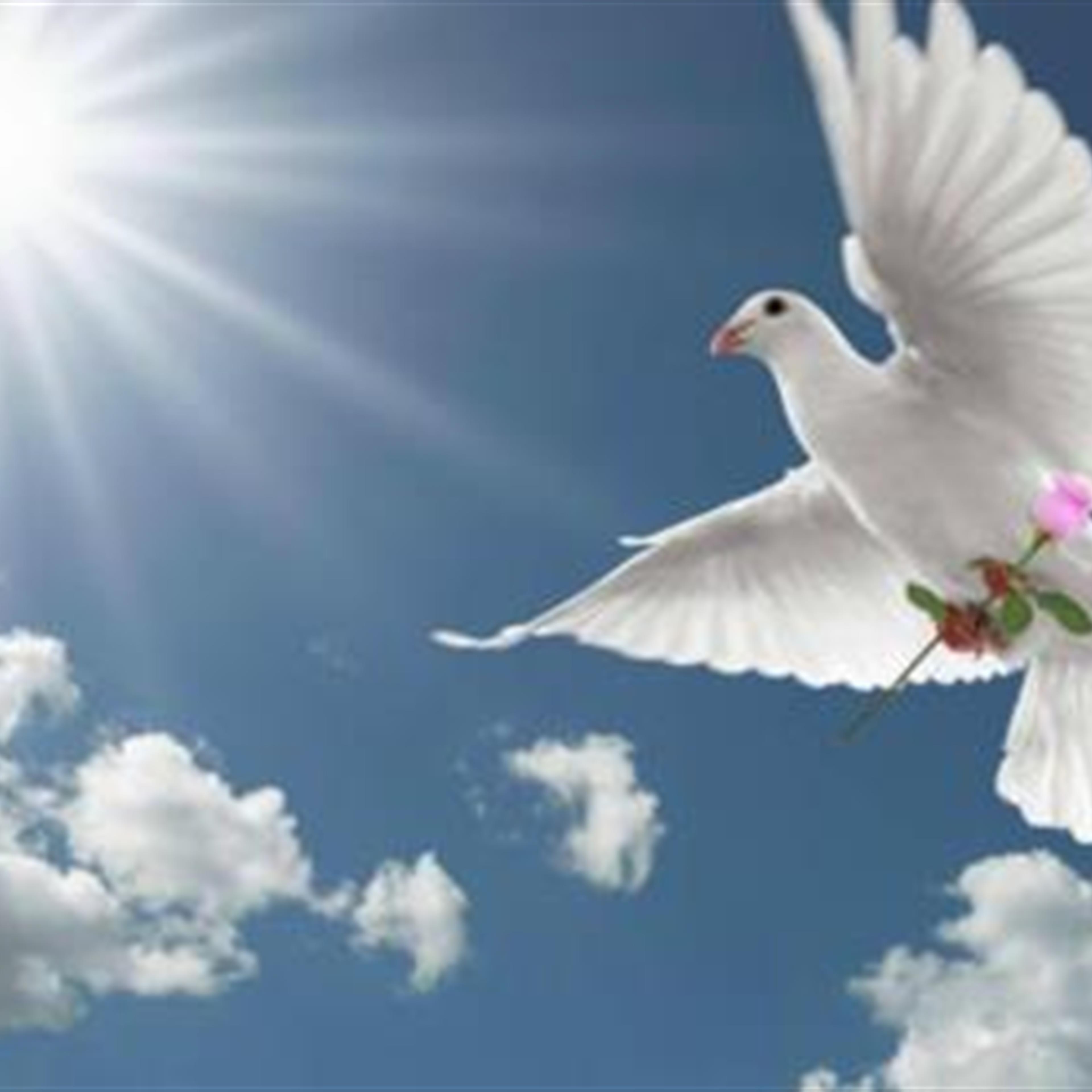 Livestream for Natasha Shunta Stafford