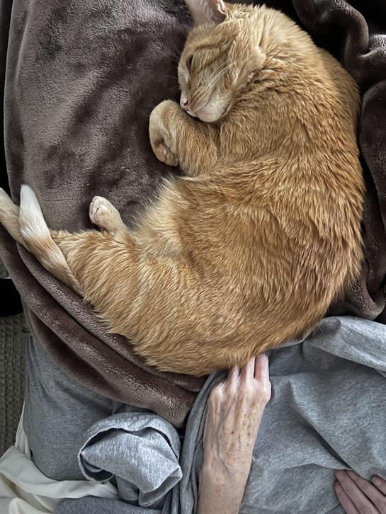 A True Friend in George Kitty