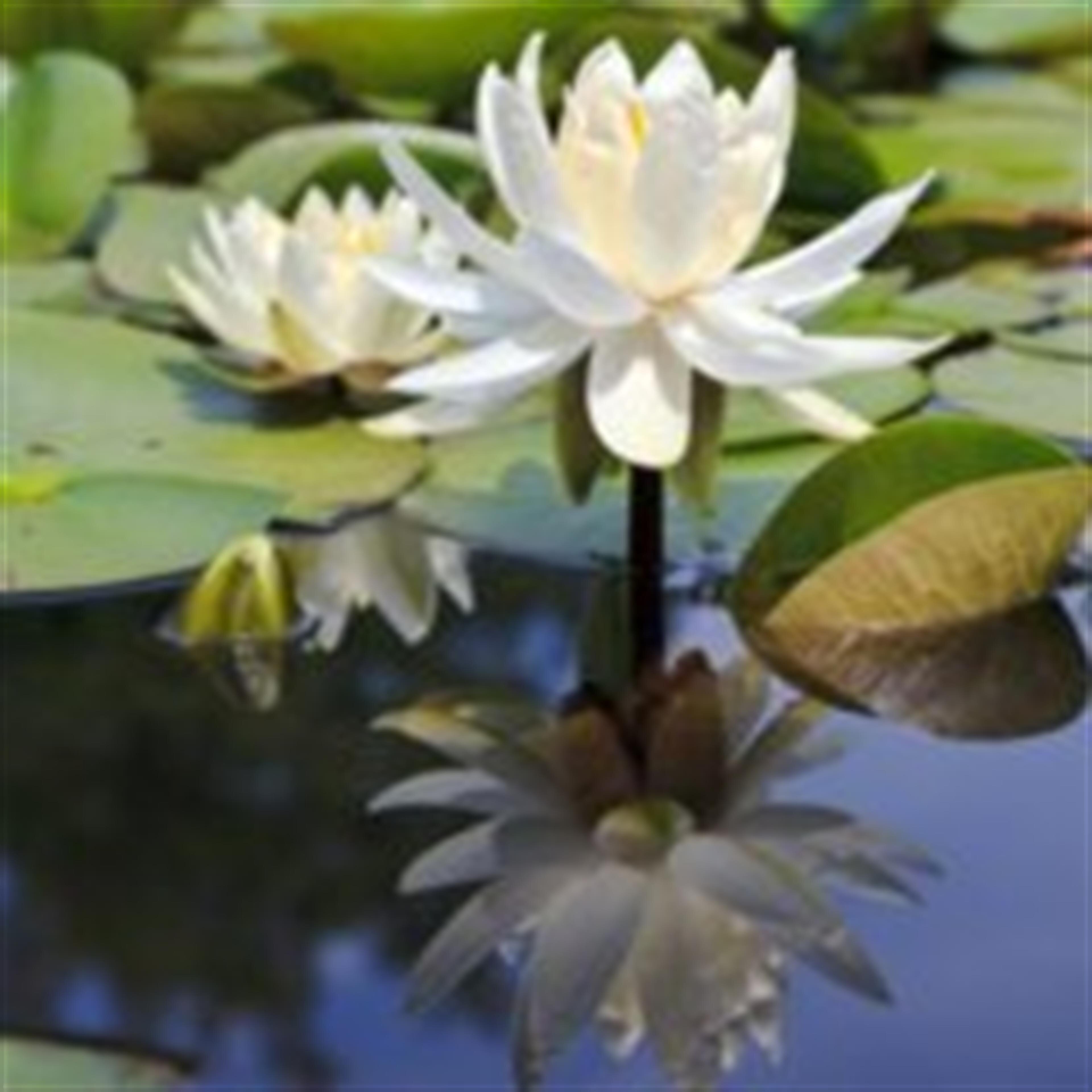 Doris Tsuruyo Furukawa