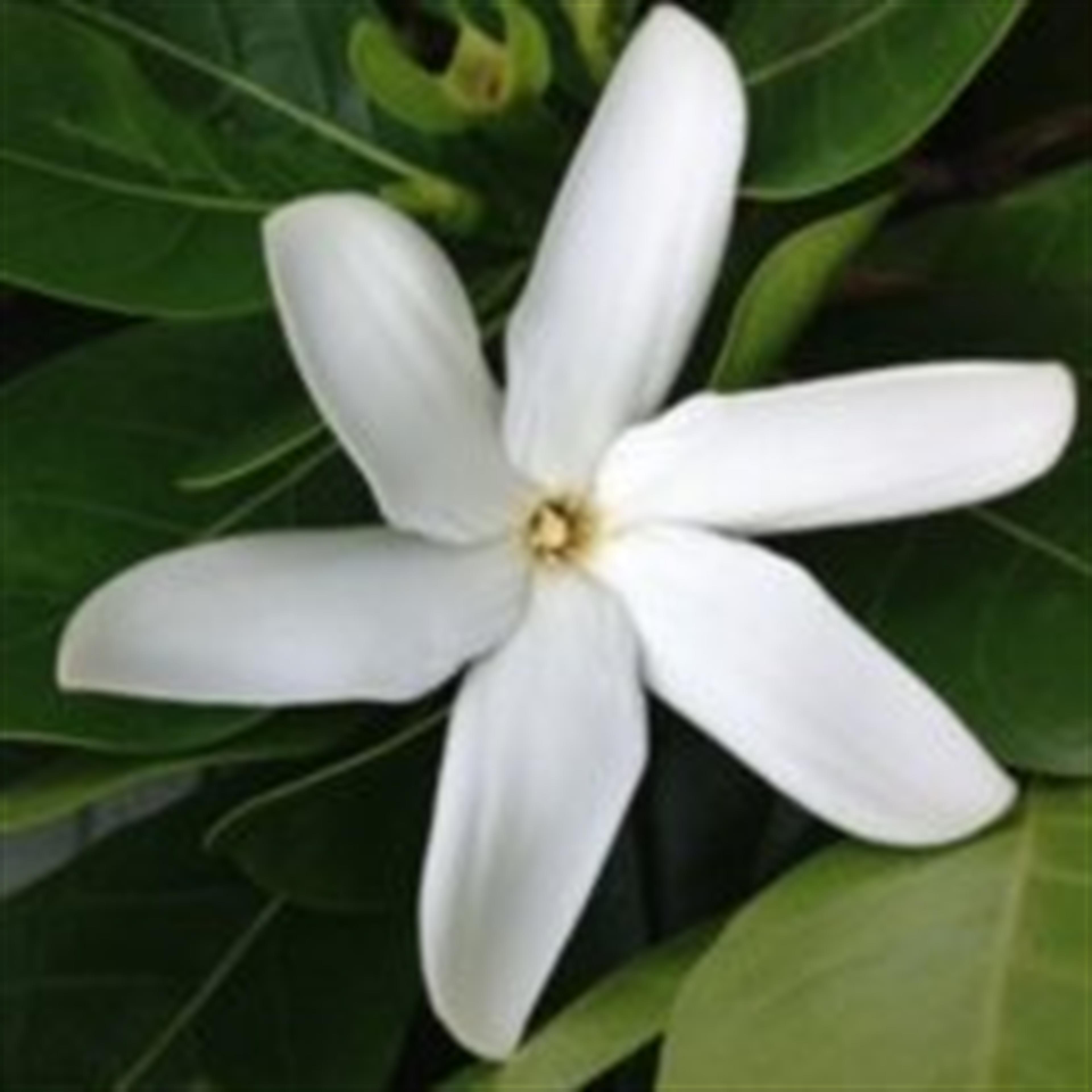 Victoria  Mae Kaleolani Ah Quin 