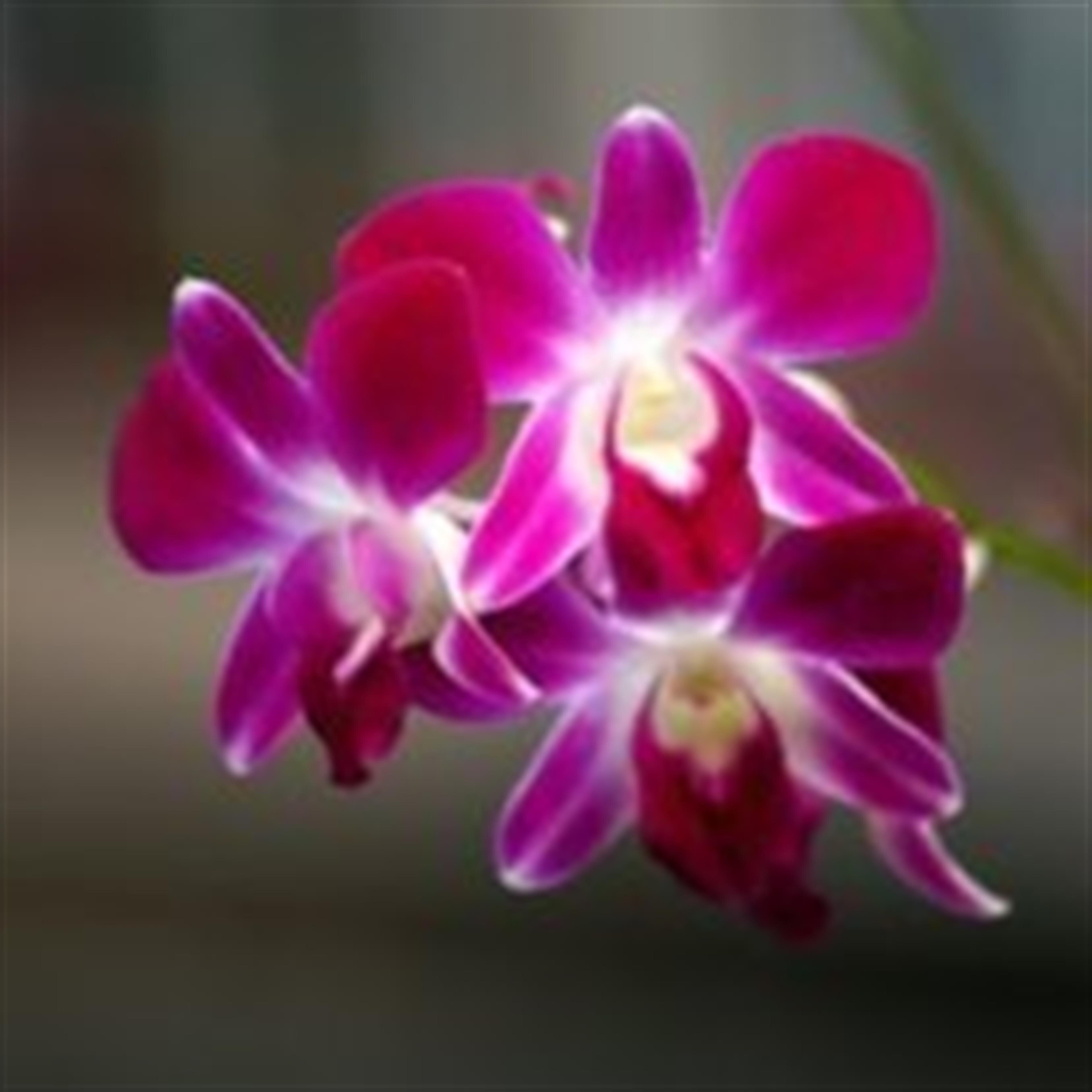 Felipa M. Cabigting