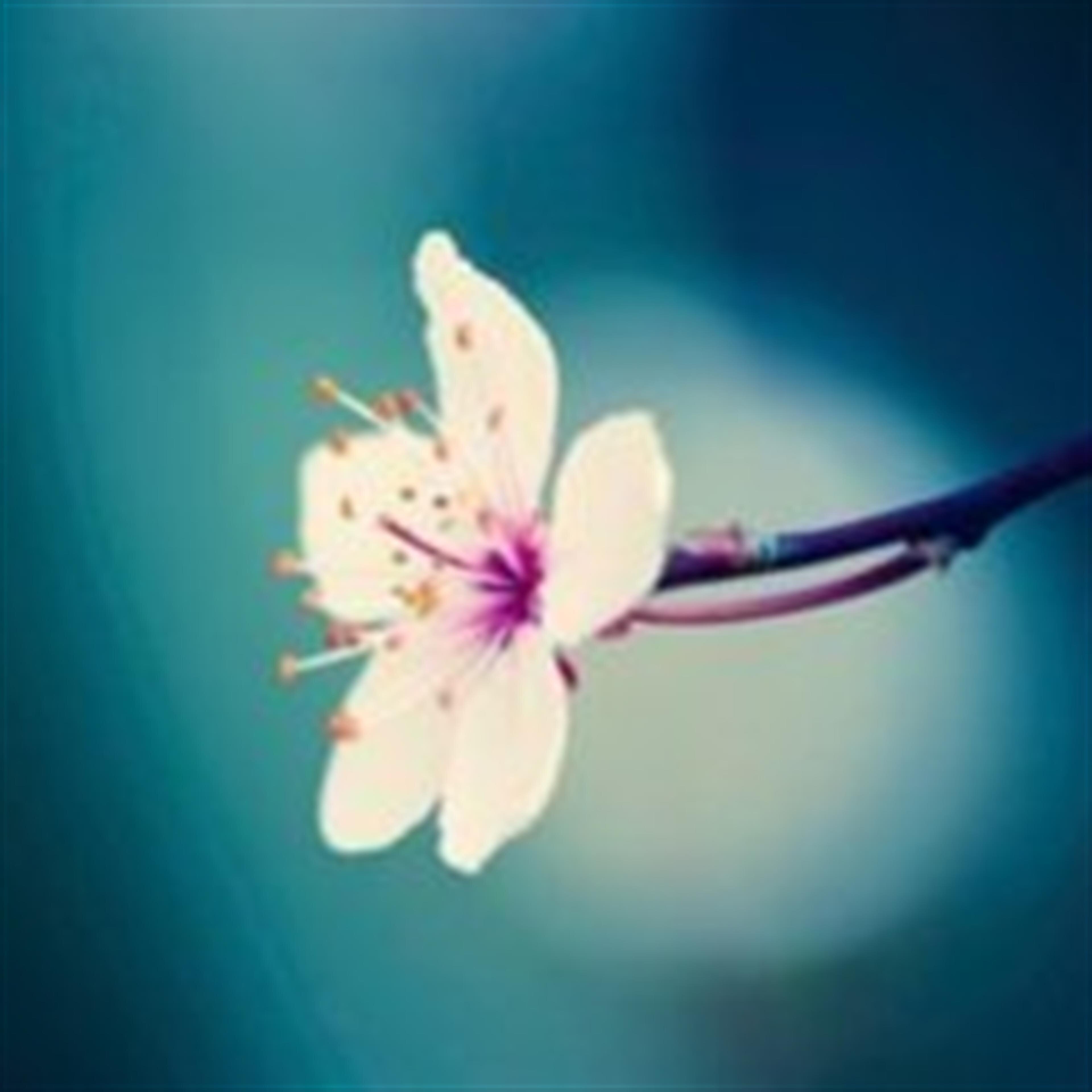 Lynn Suemi Splater