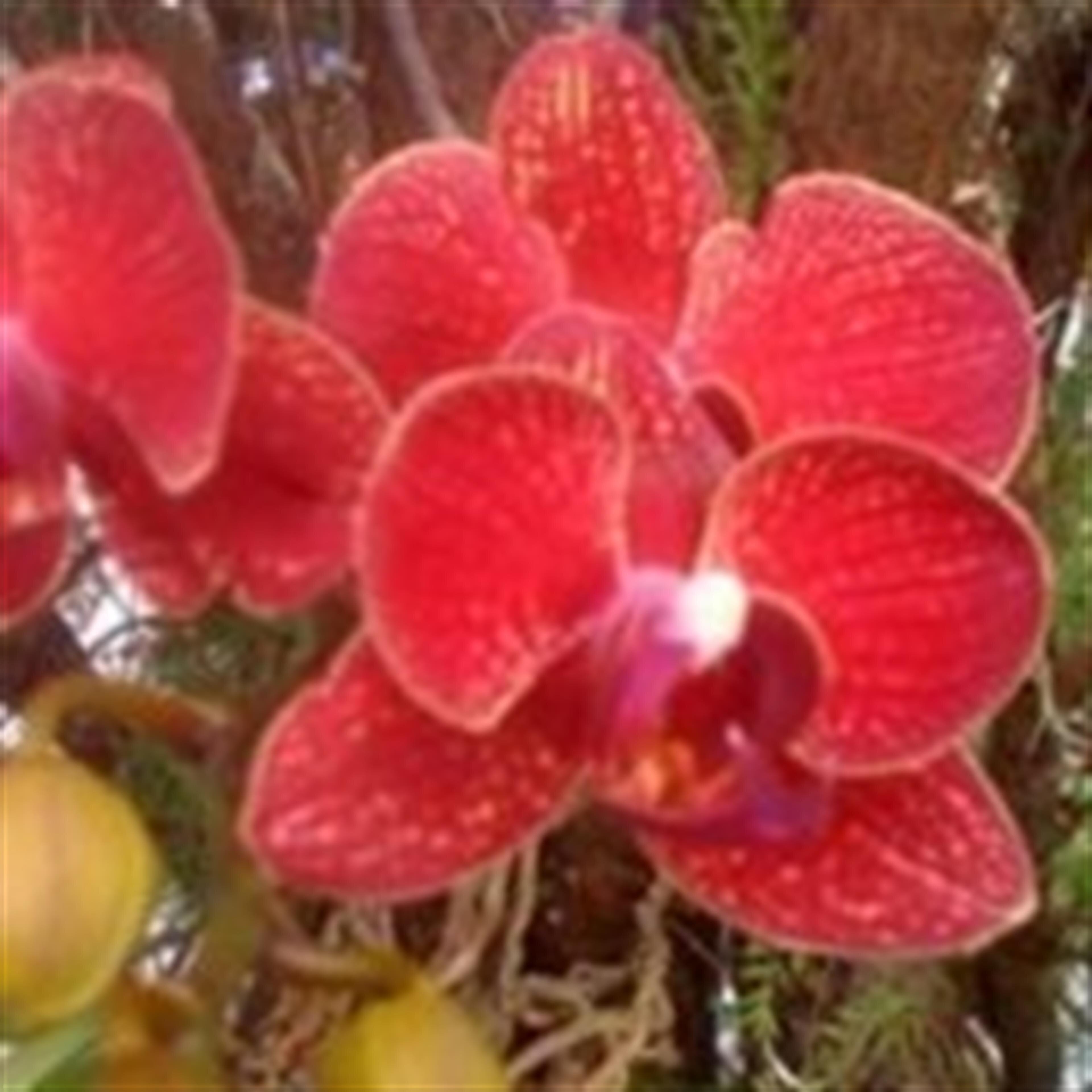 EILEEN C DOW