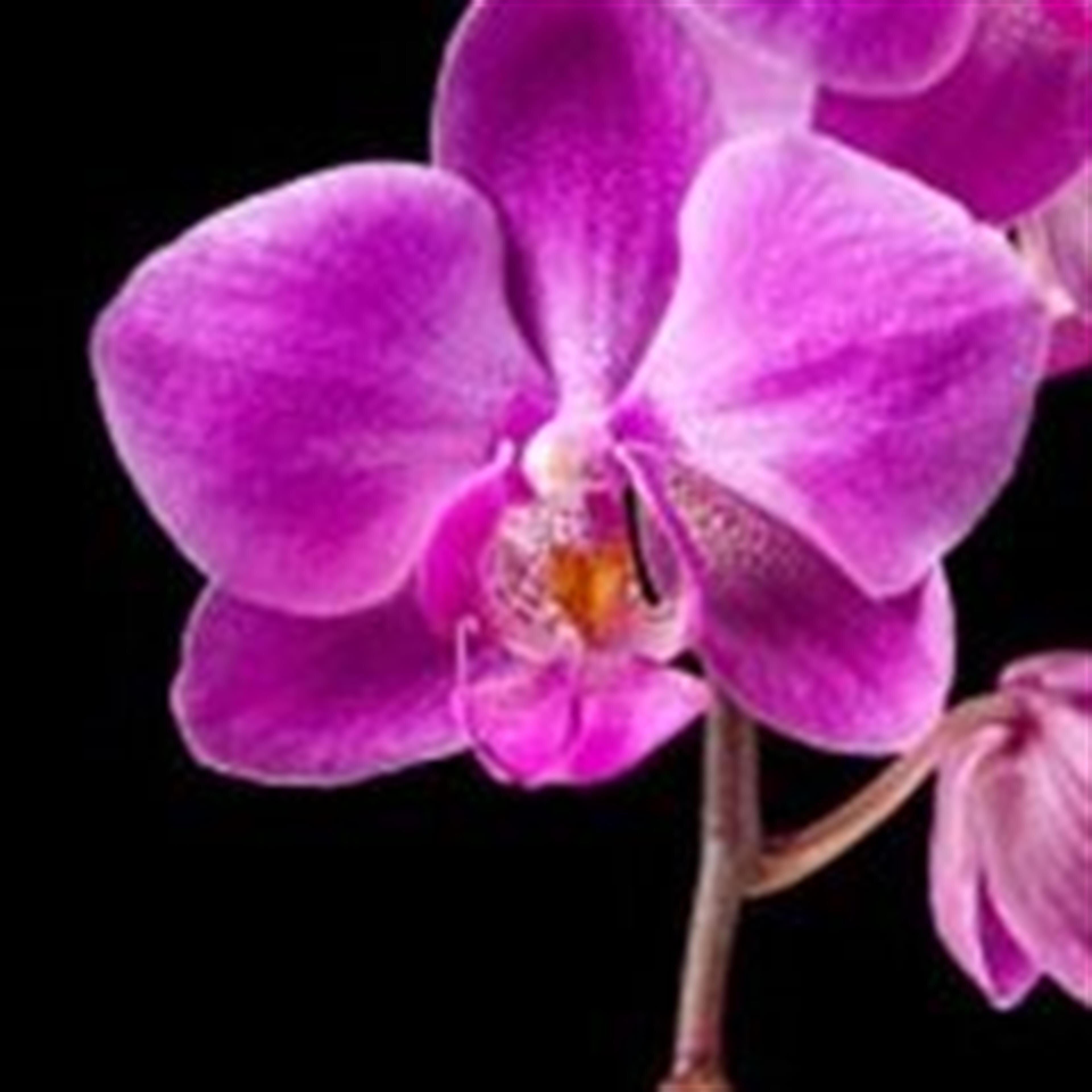 Dorothy M. Ishii