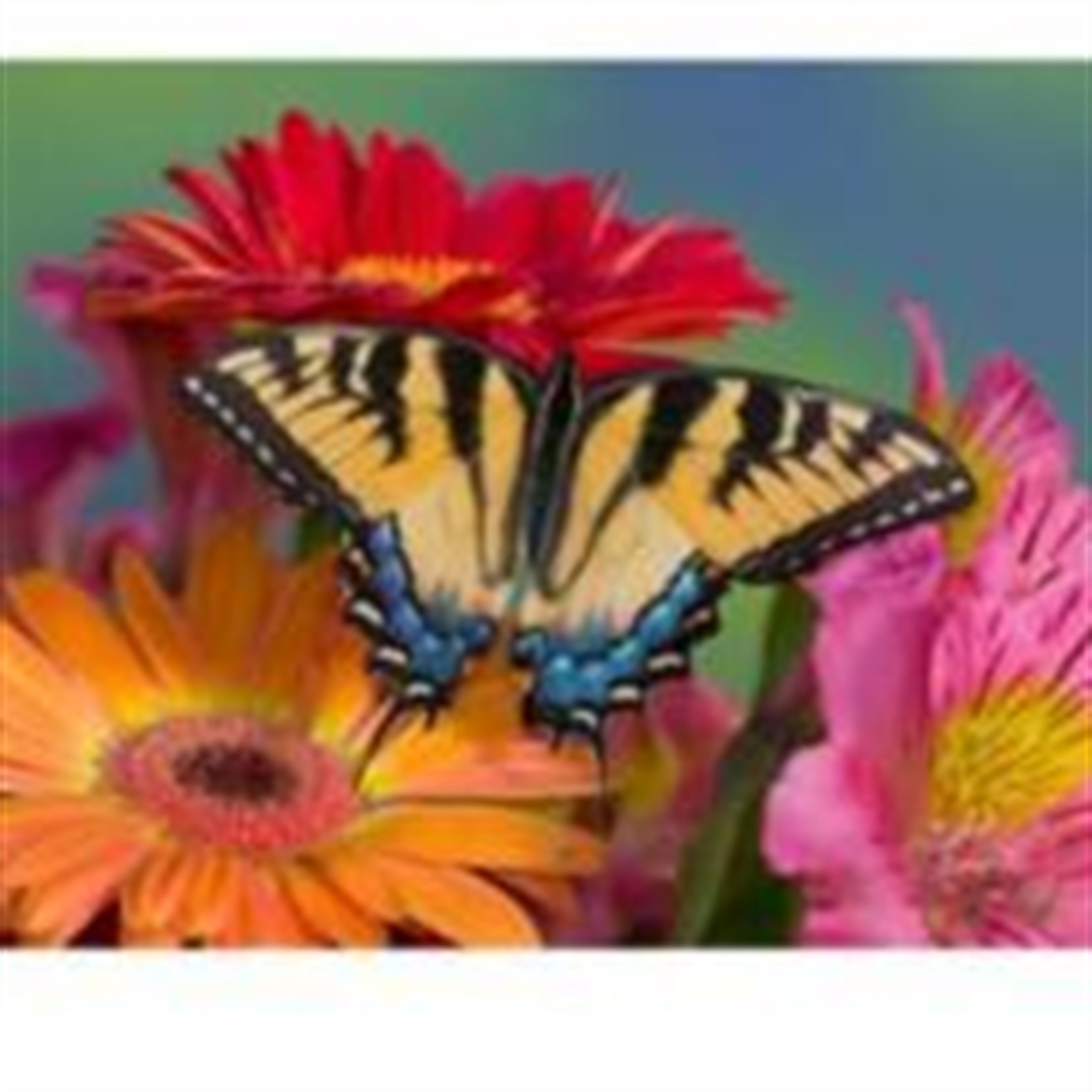 Lauren Nicole  Payne