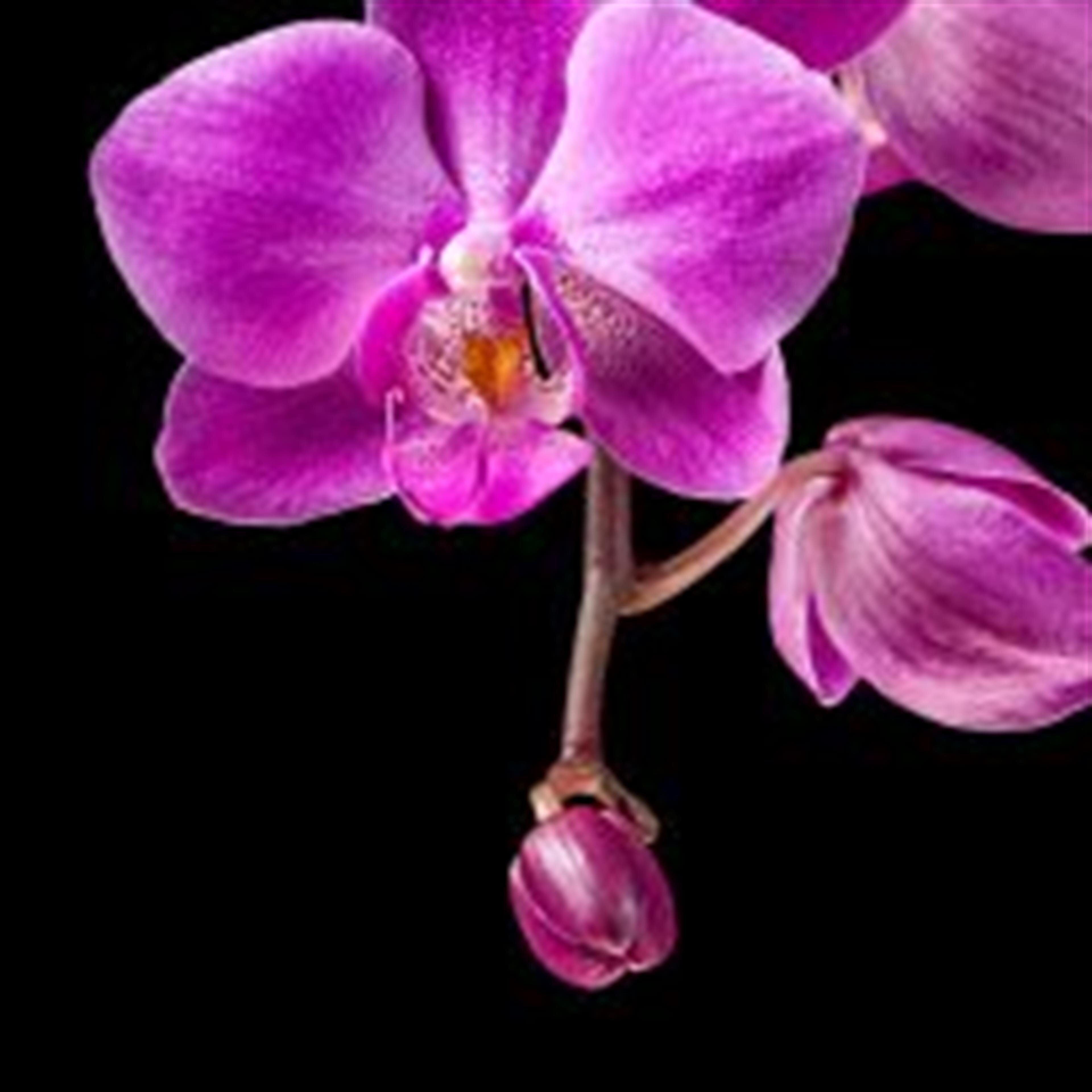 Damiana A. Mandac