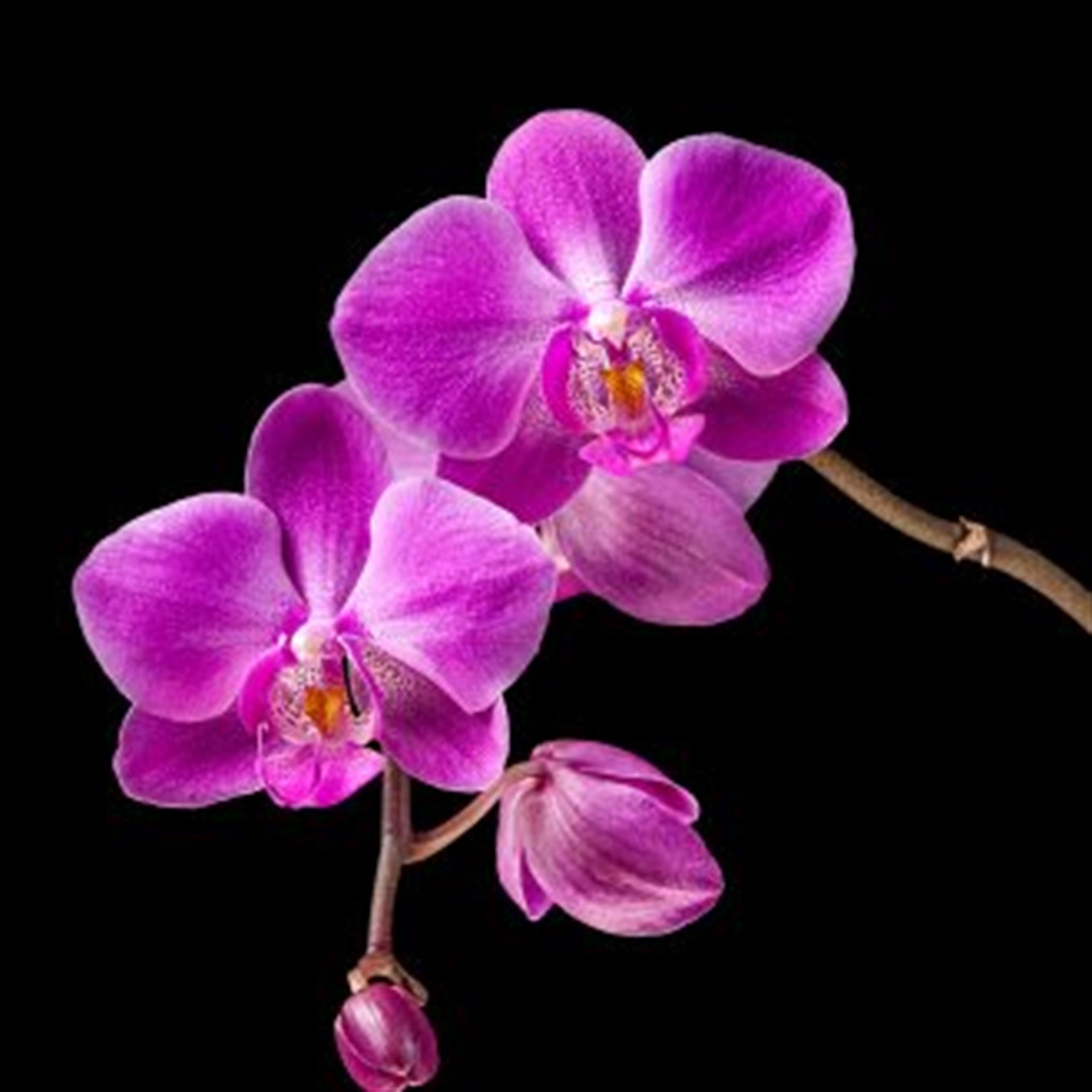 Kwan  Tse Mo