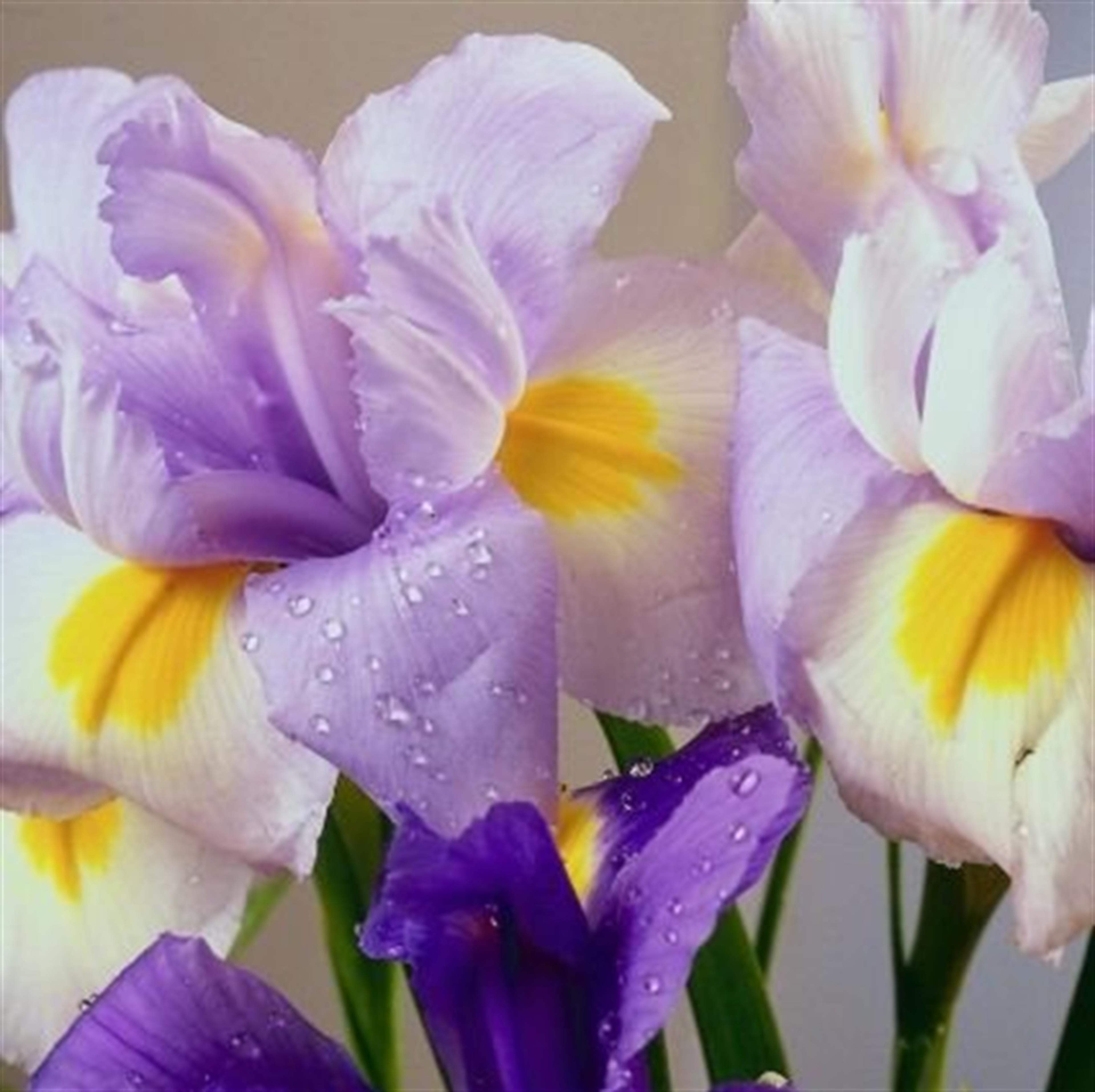 Jean Marie Gaudet's obituary picture