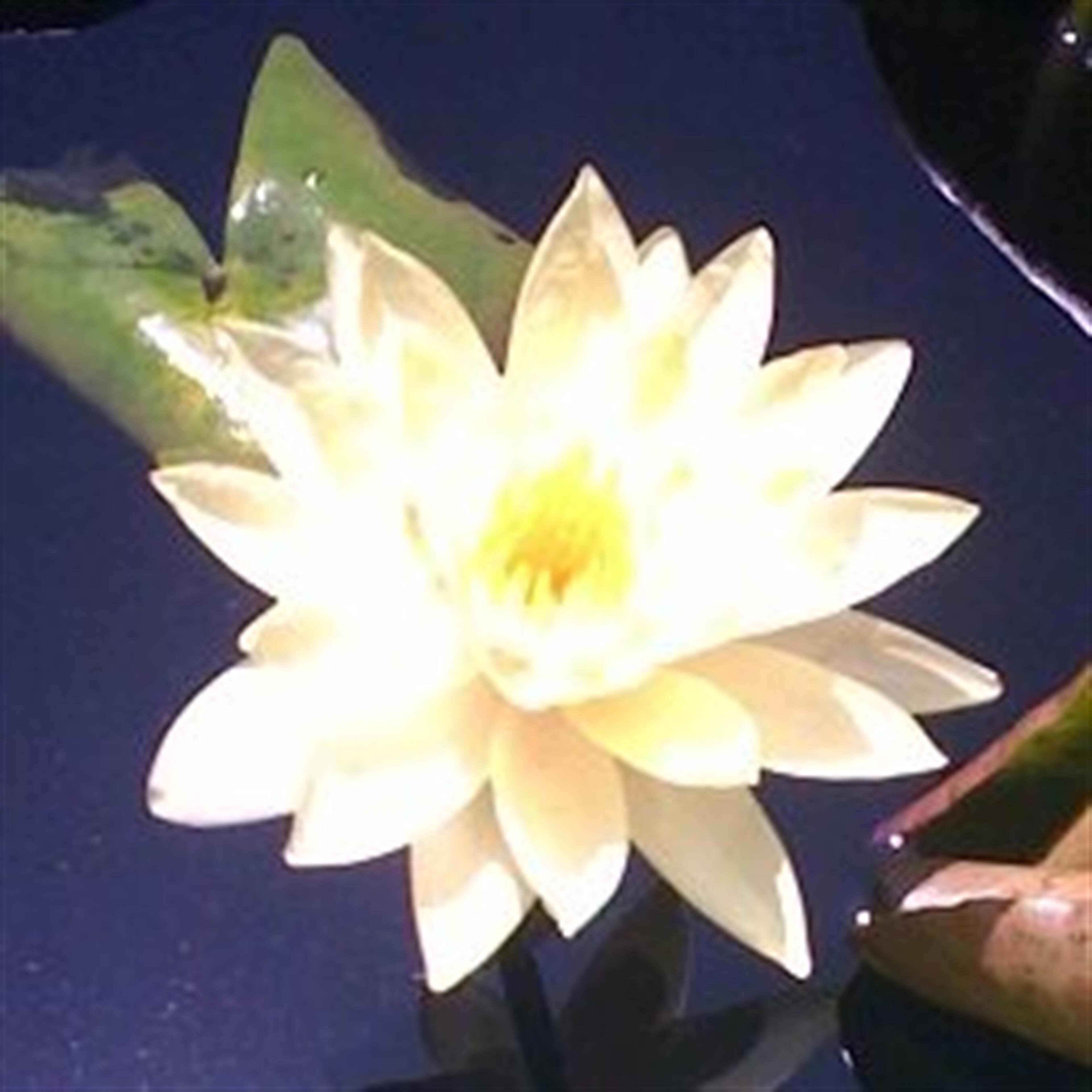 JUNE A NEWSOM