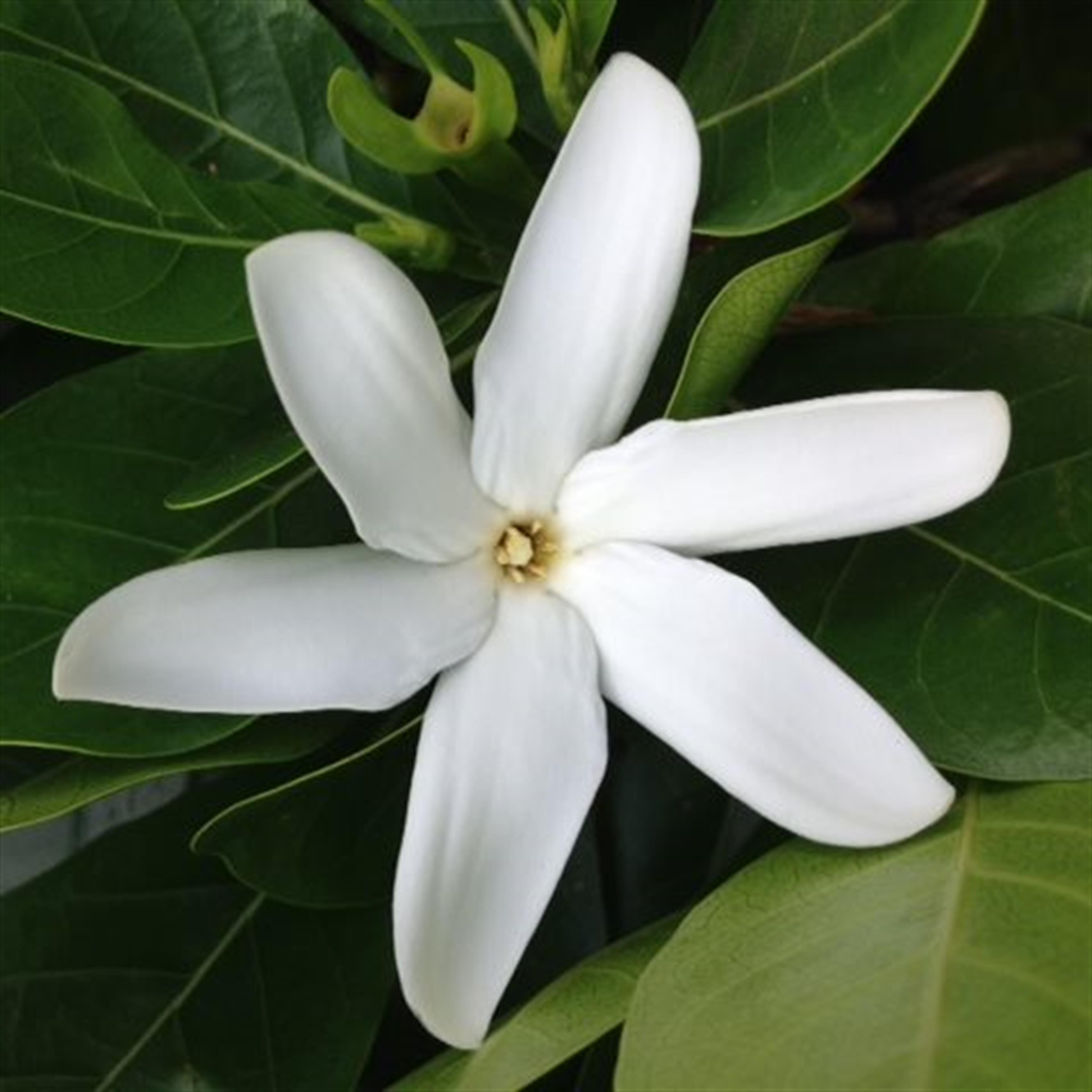 Rae Kahauolelani  Moikeha