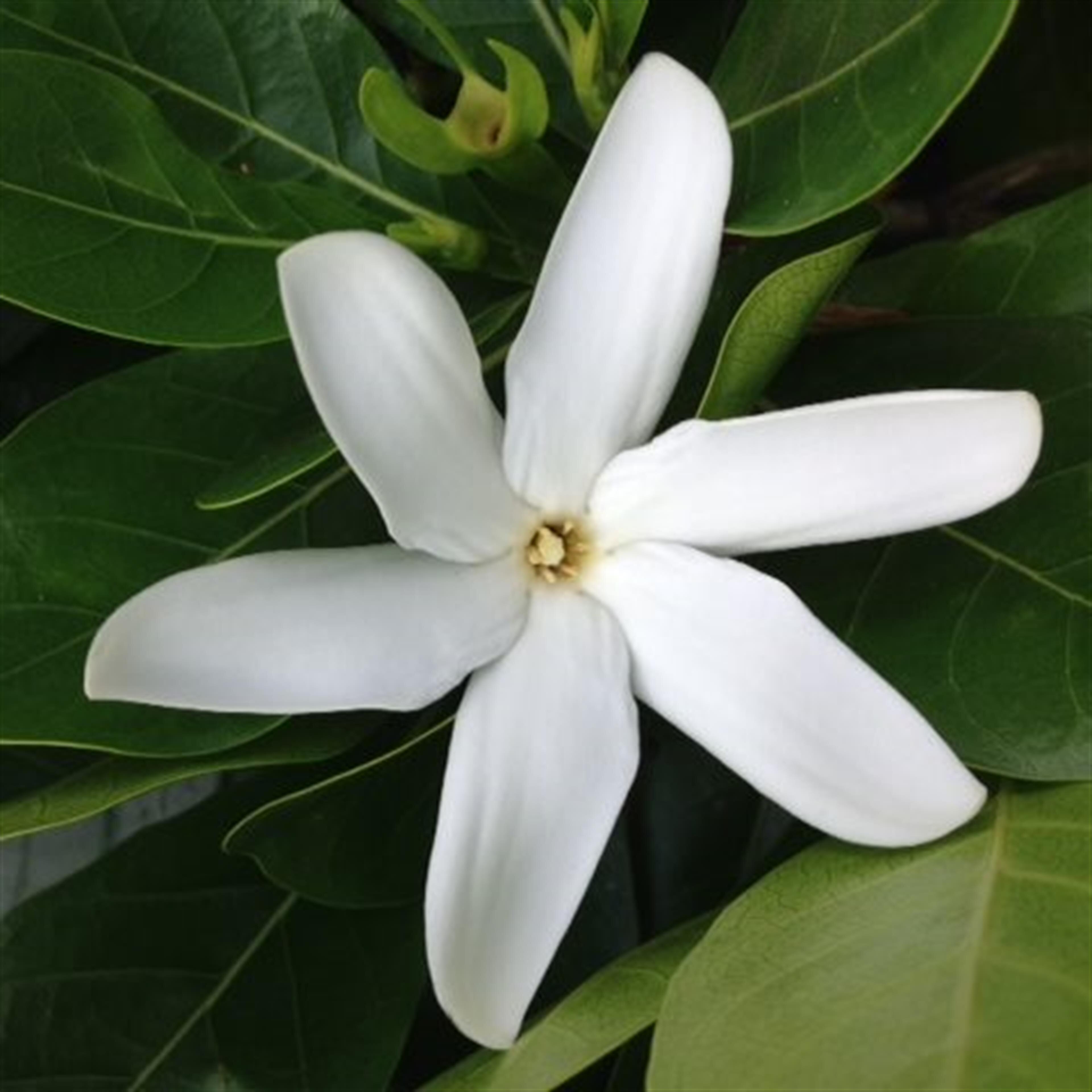 Gloria  Cabanilla  Caberto