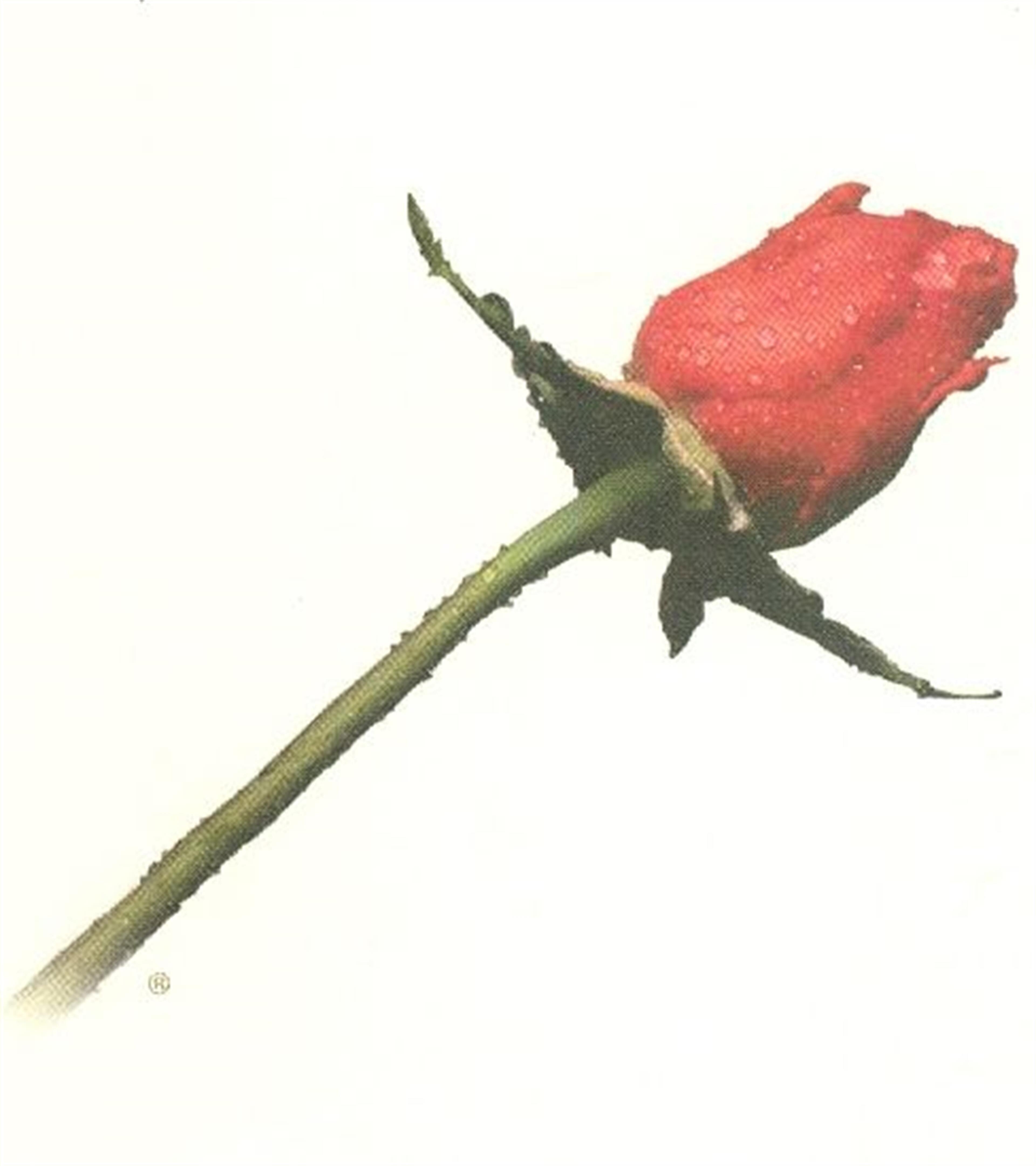 Francis Furia