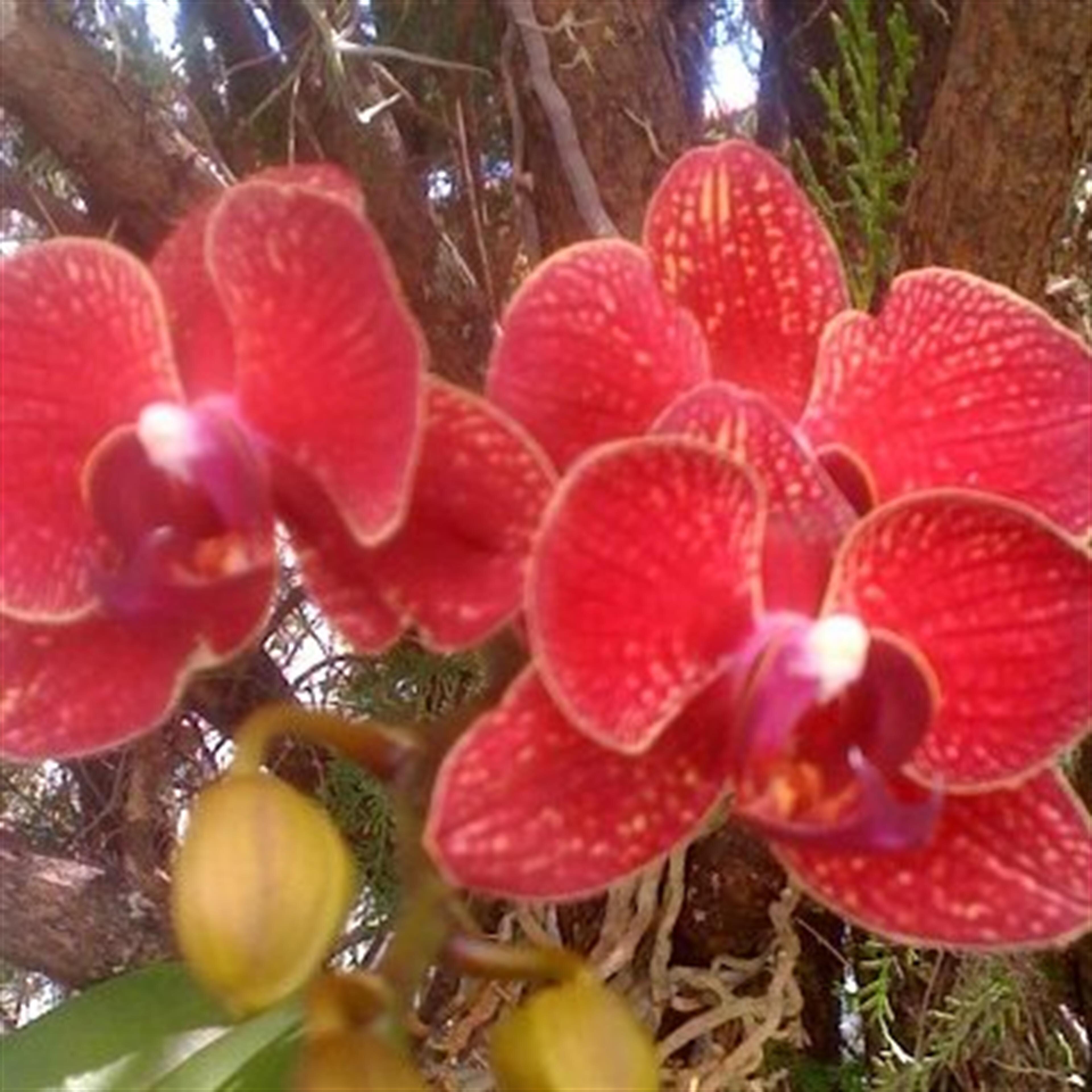 LAUDELINA CLASCA