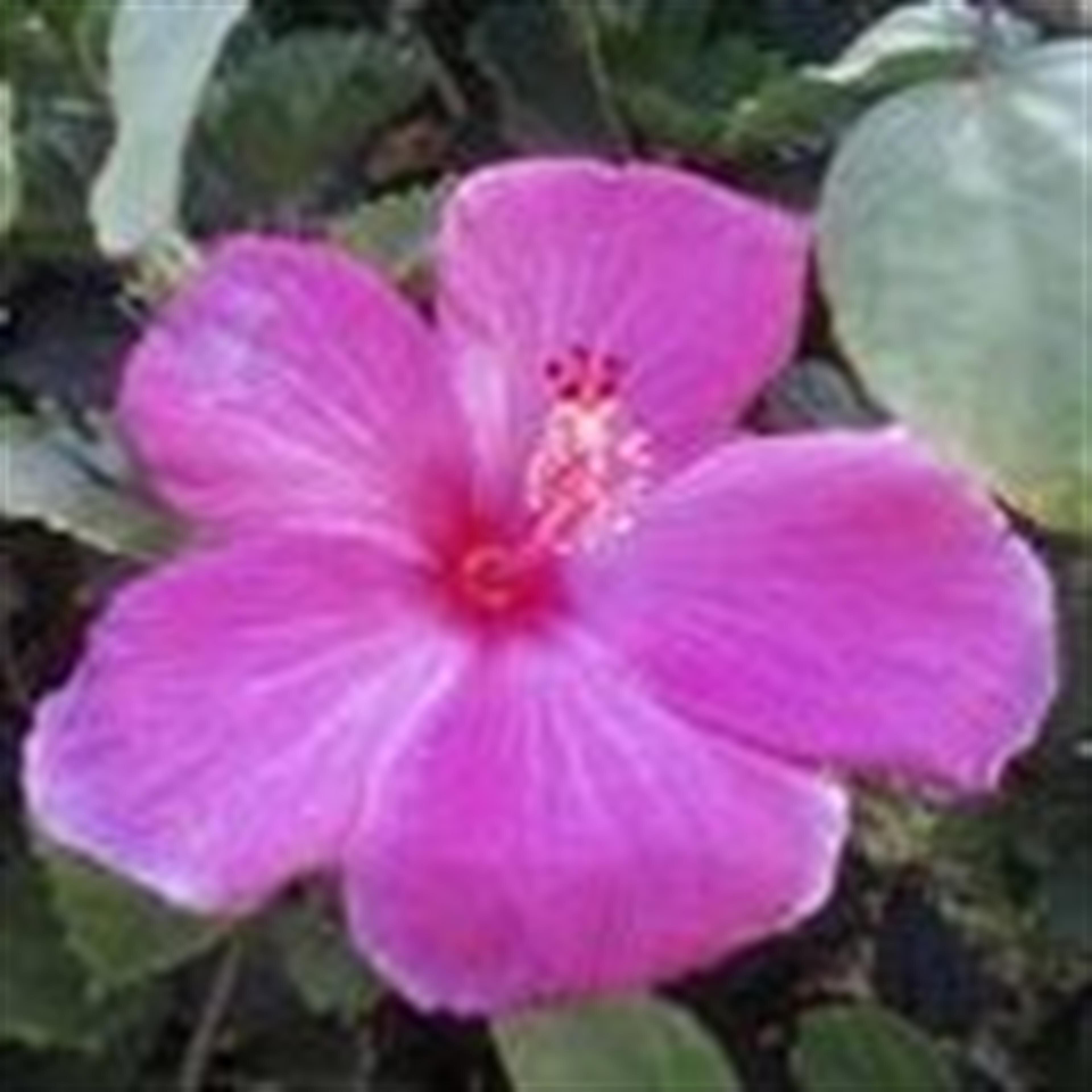Helen "Ella" Donesha Catekista