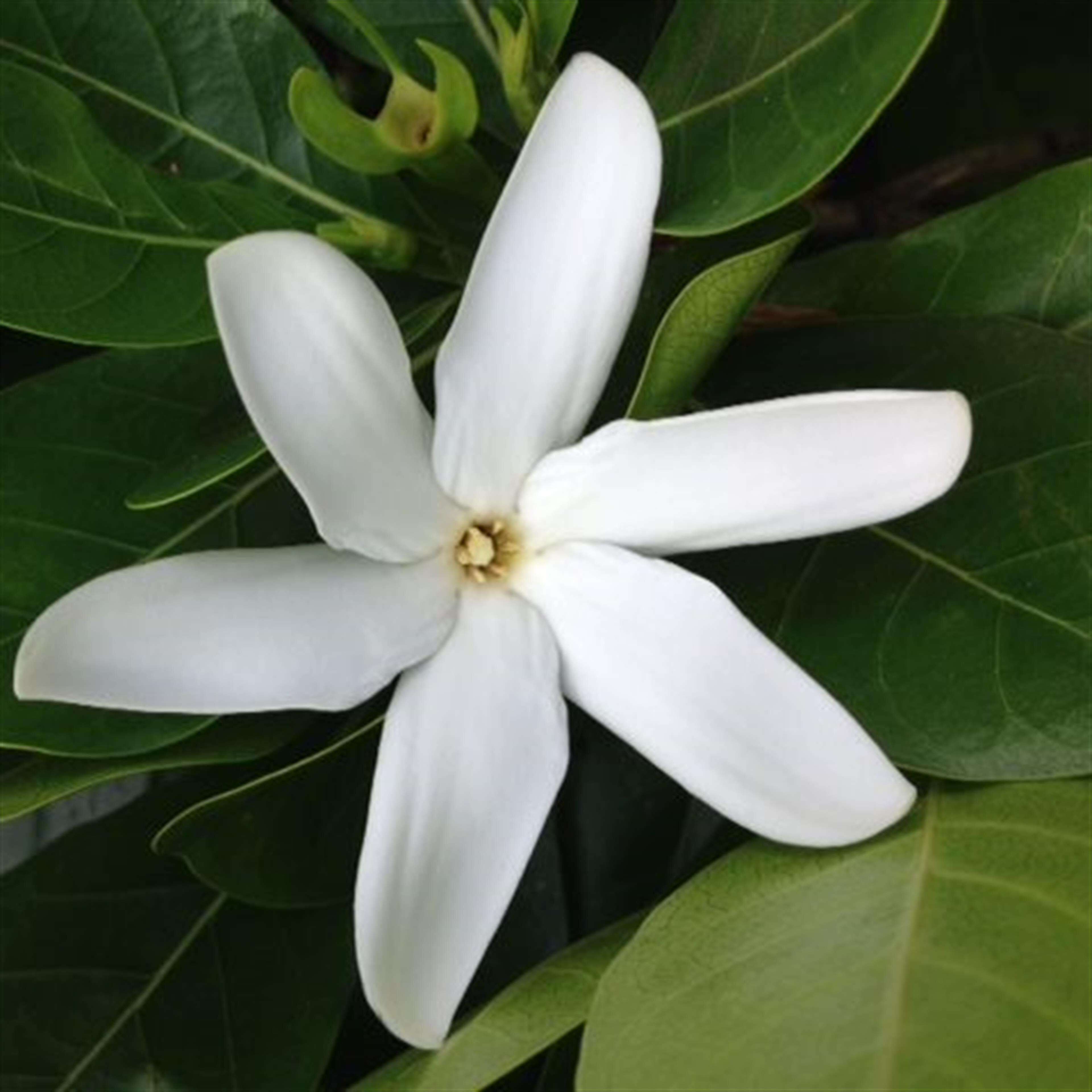 Josephine Kuulei Lau