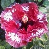 Tribute Wall