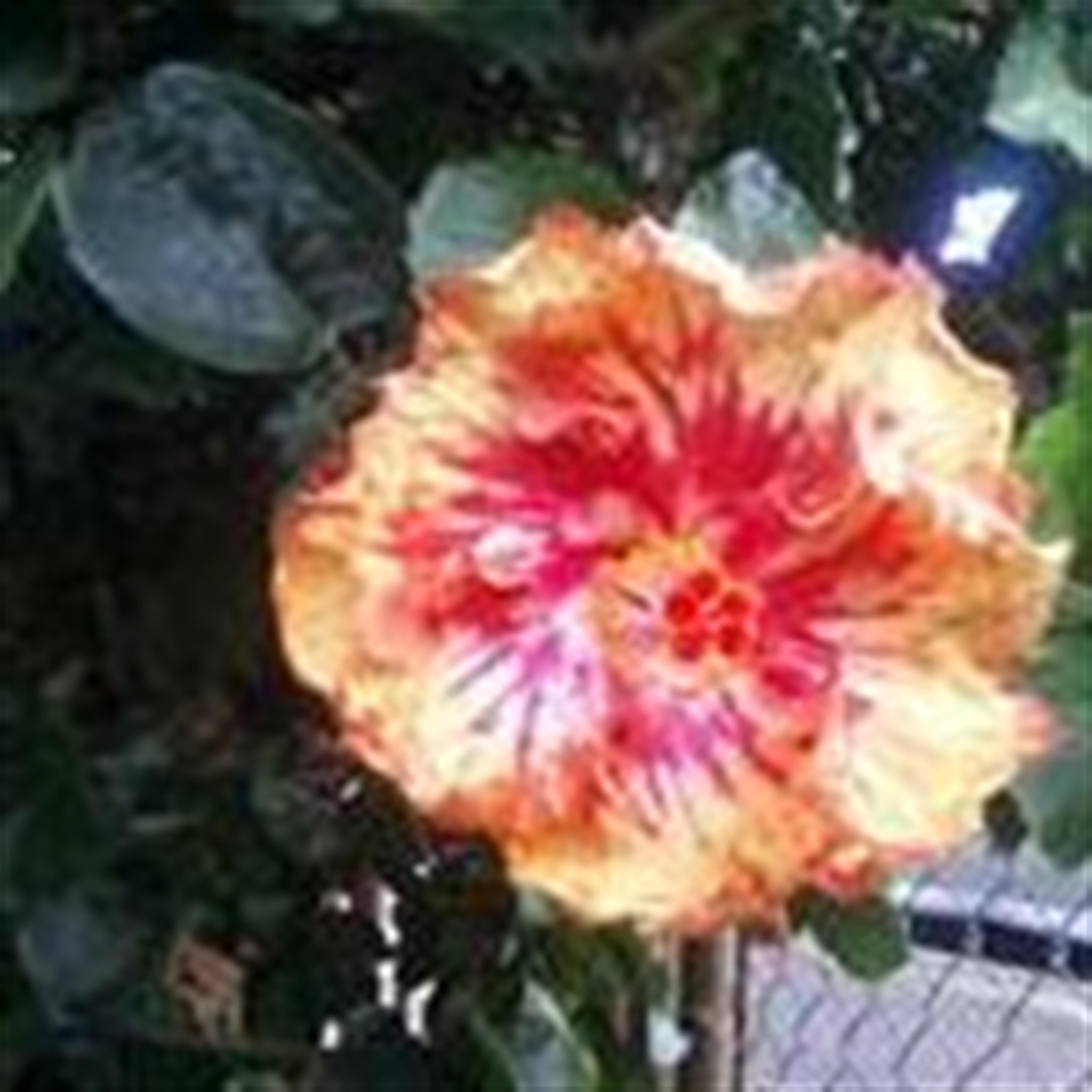 Eliza Salsedo  Flores