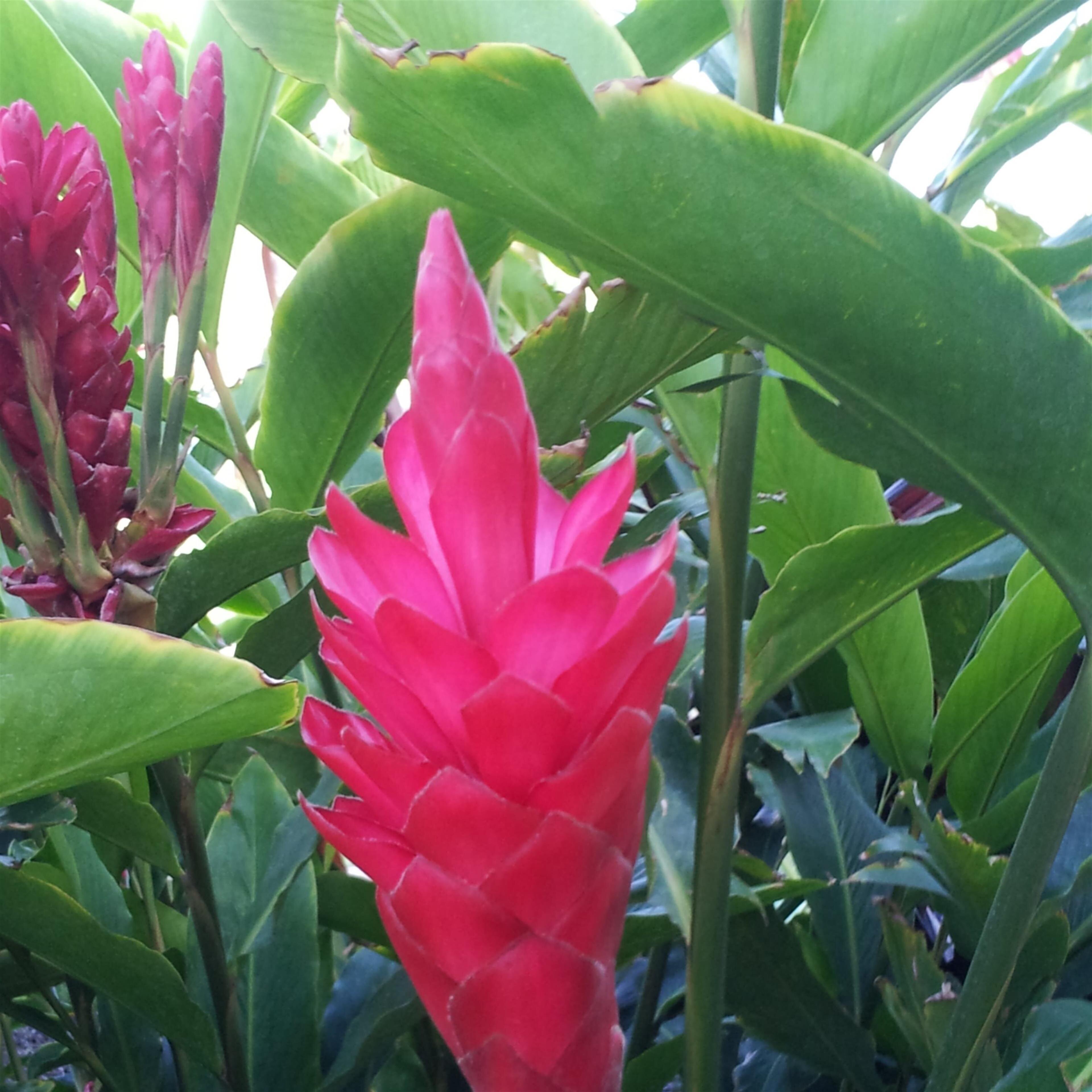 Bette Kai'ulani Purdy