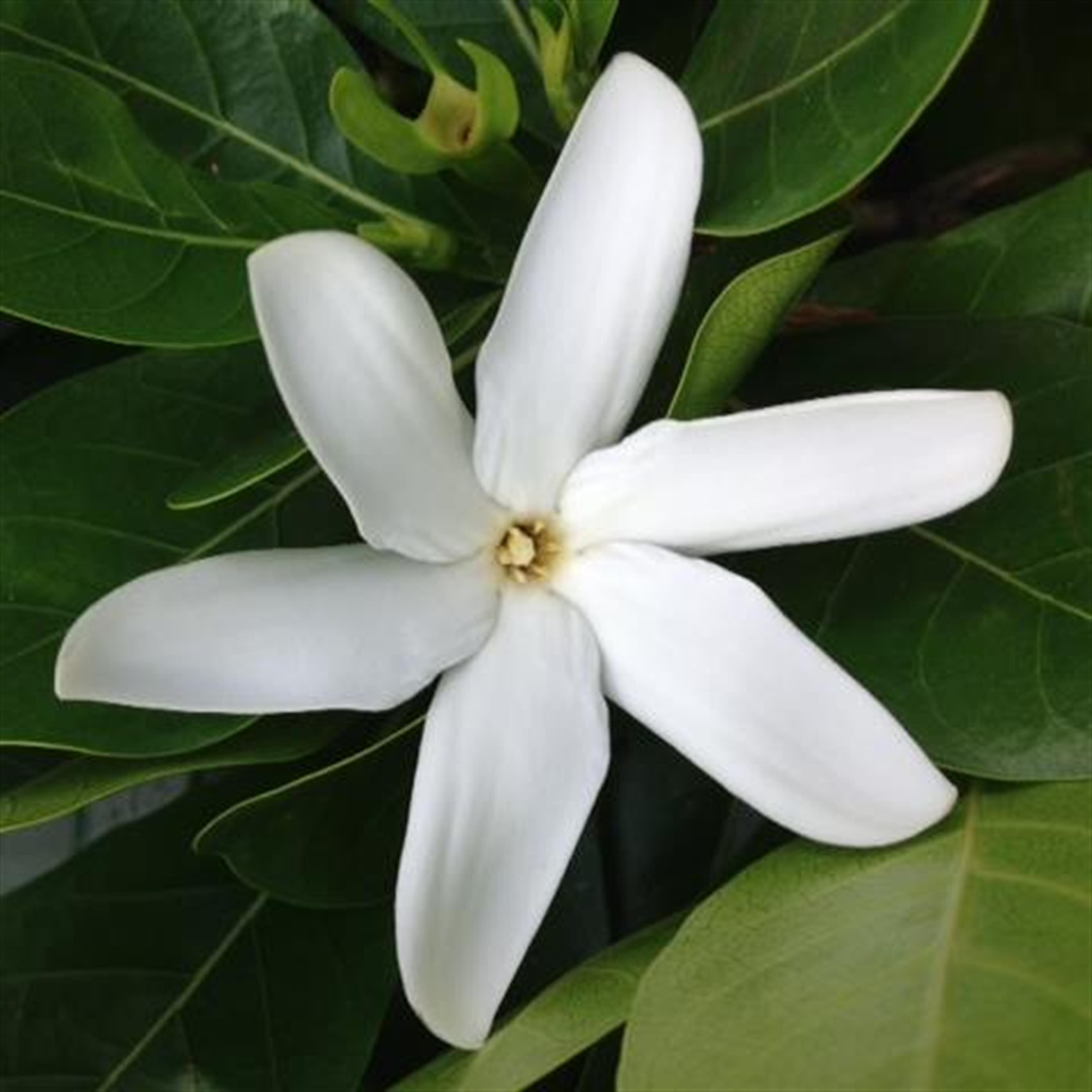 Pauline "Ulu" Aloma Ululani  Aoki