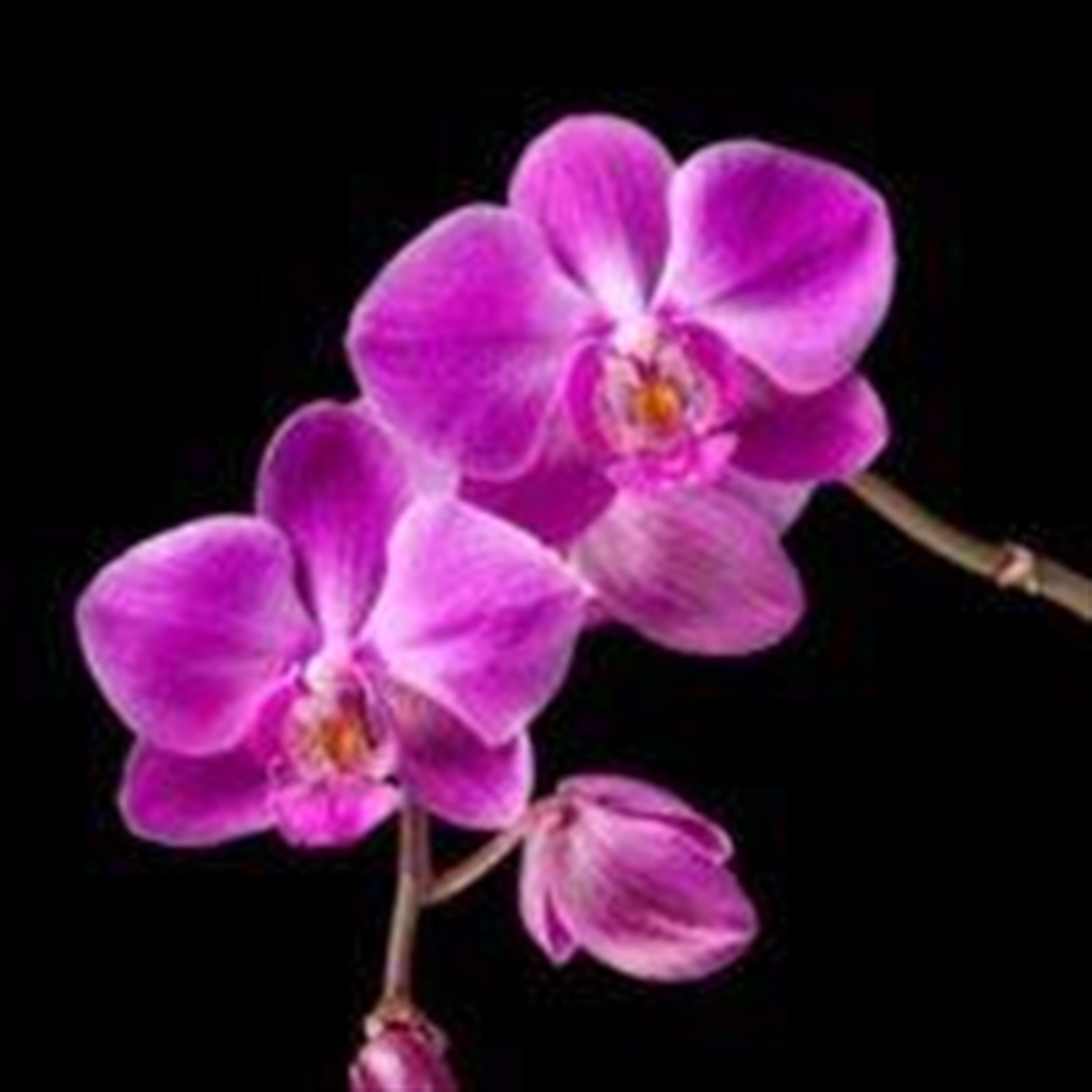 Dionicia A. Galdiano