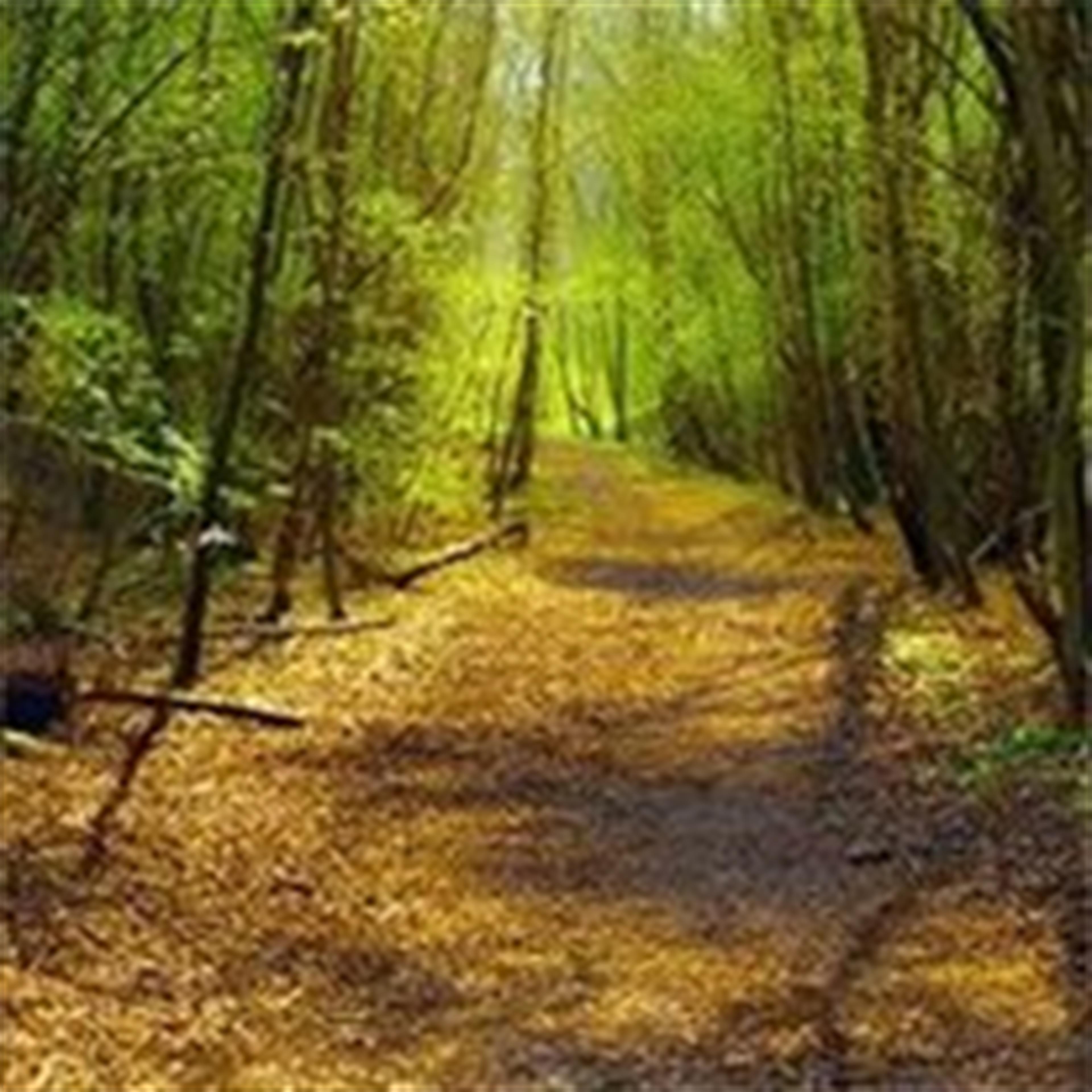 Richard A. Dauer's obituary picture