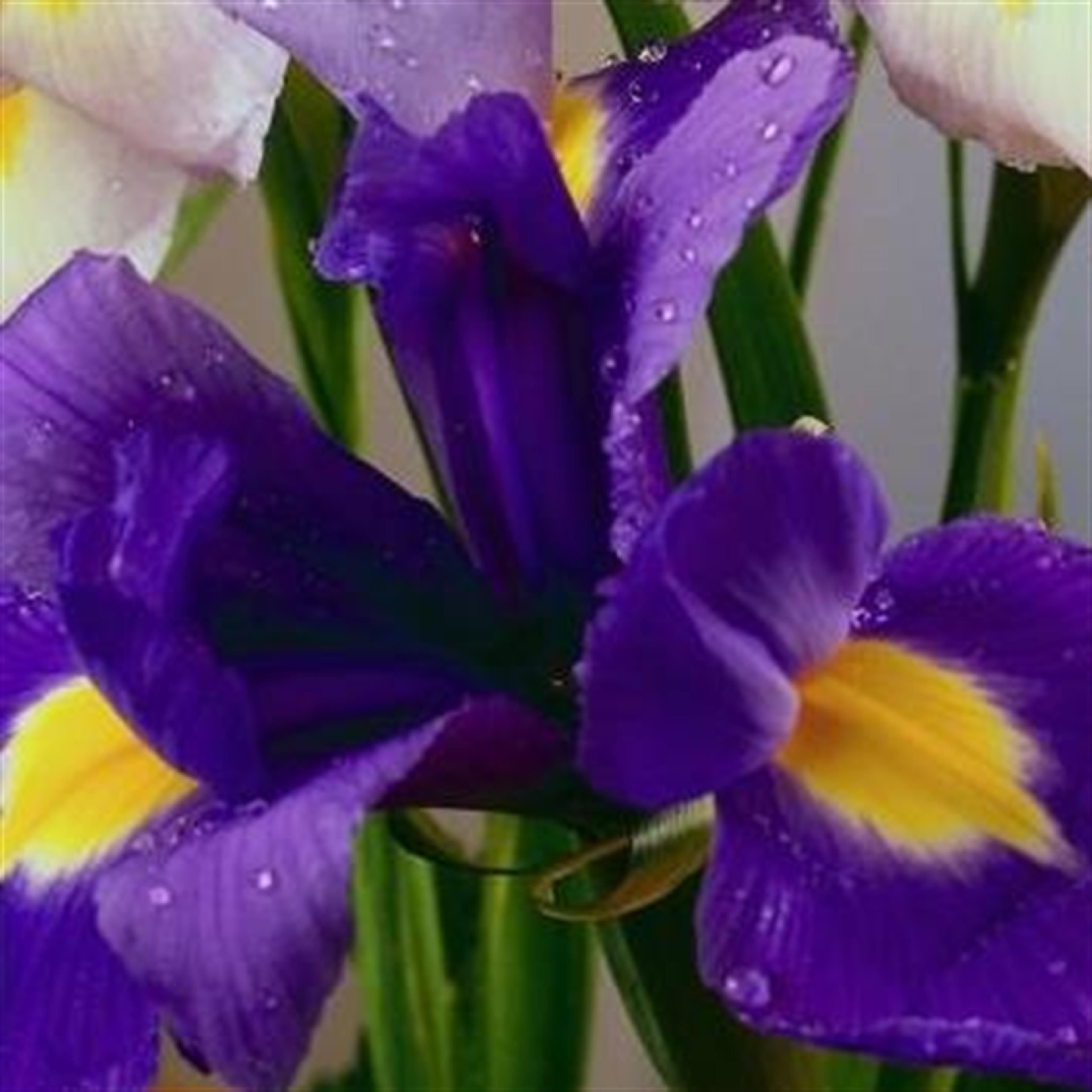 Bonnie Lee Laporte's obituary picture