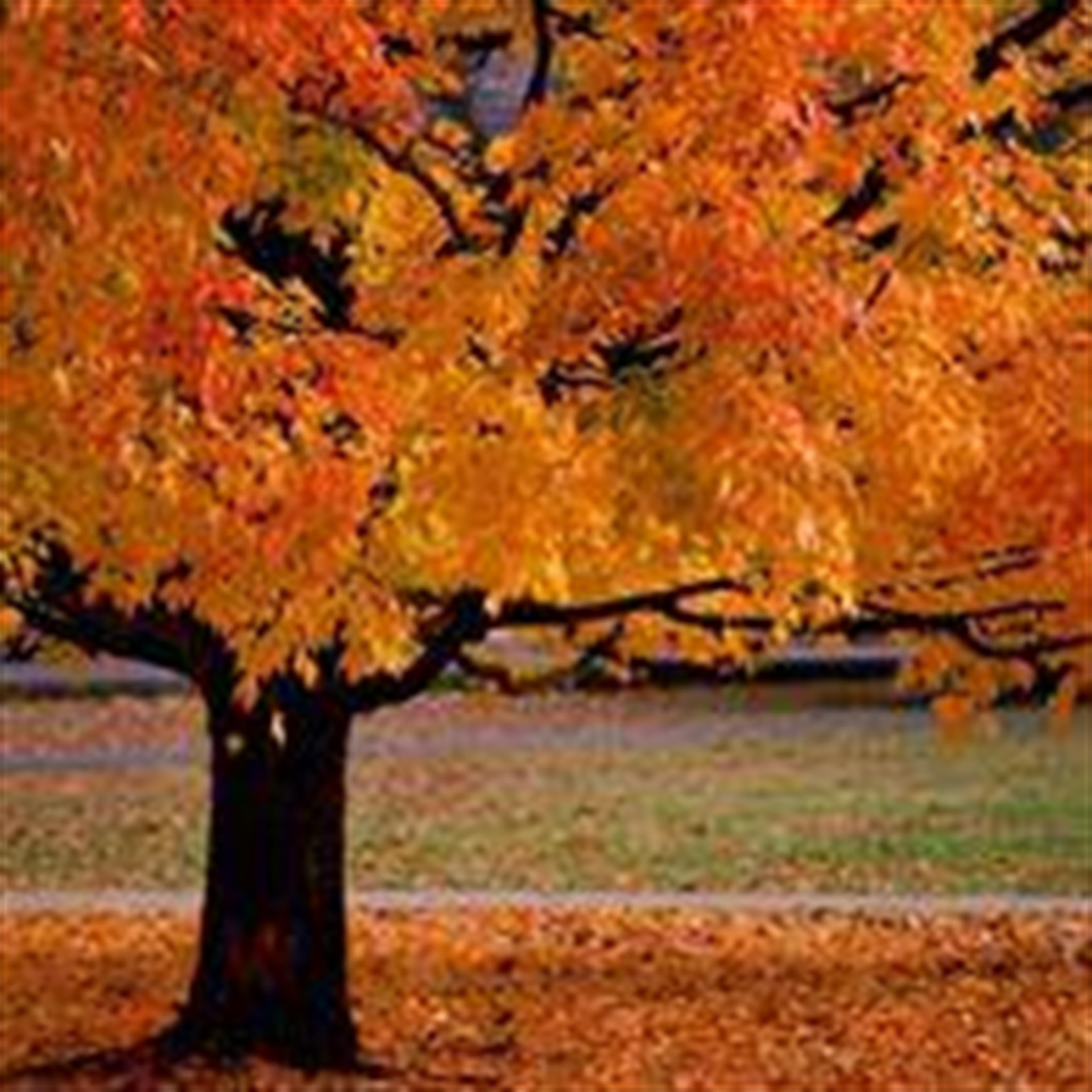 Harriet Cline (Camdenton)