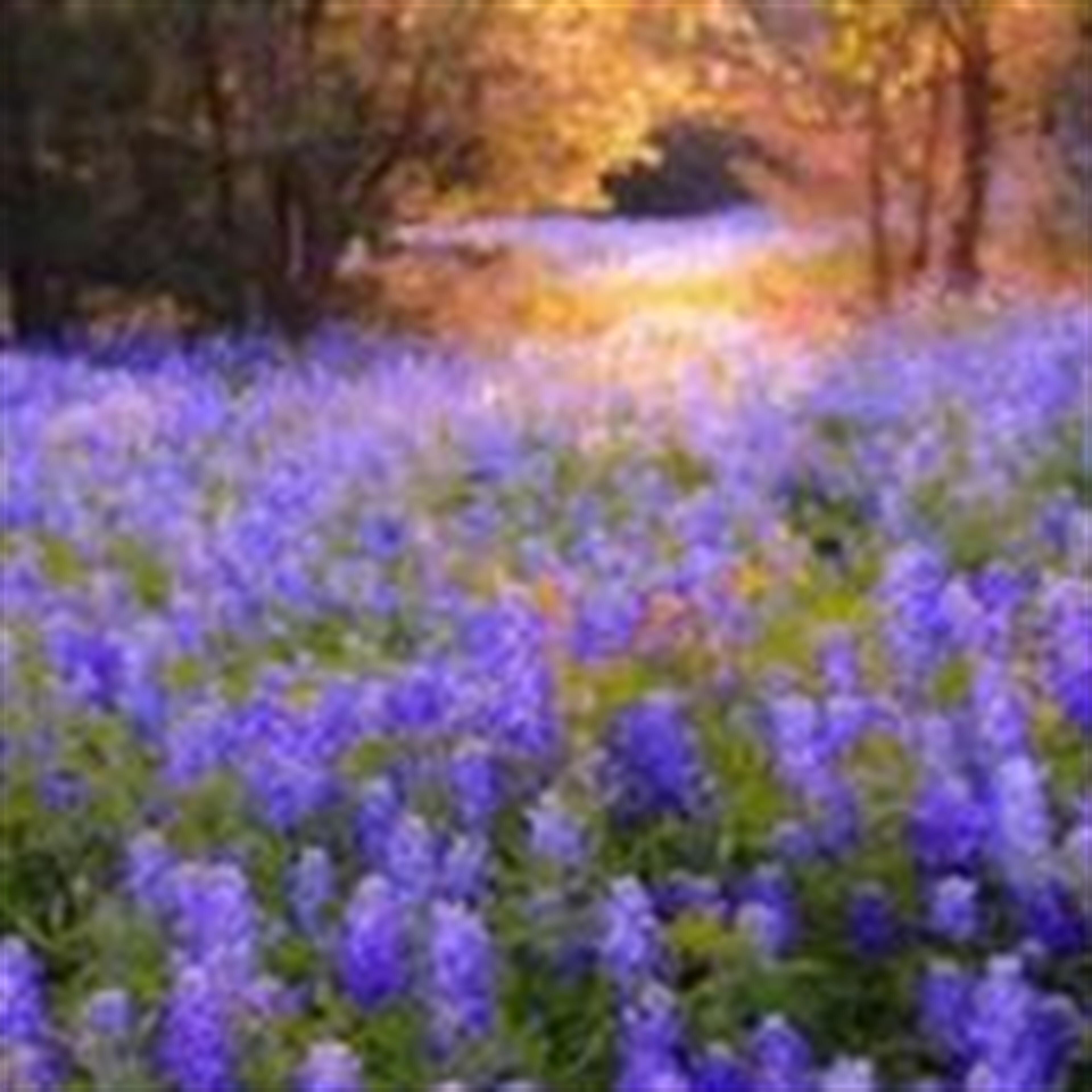 Virginia Frances Long (Camdenton)