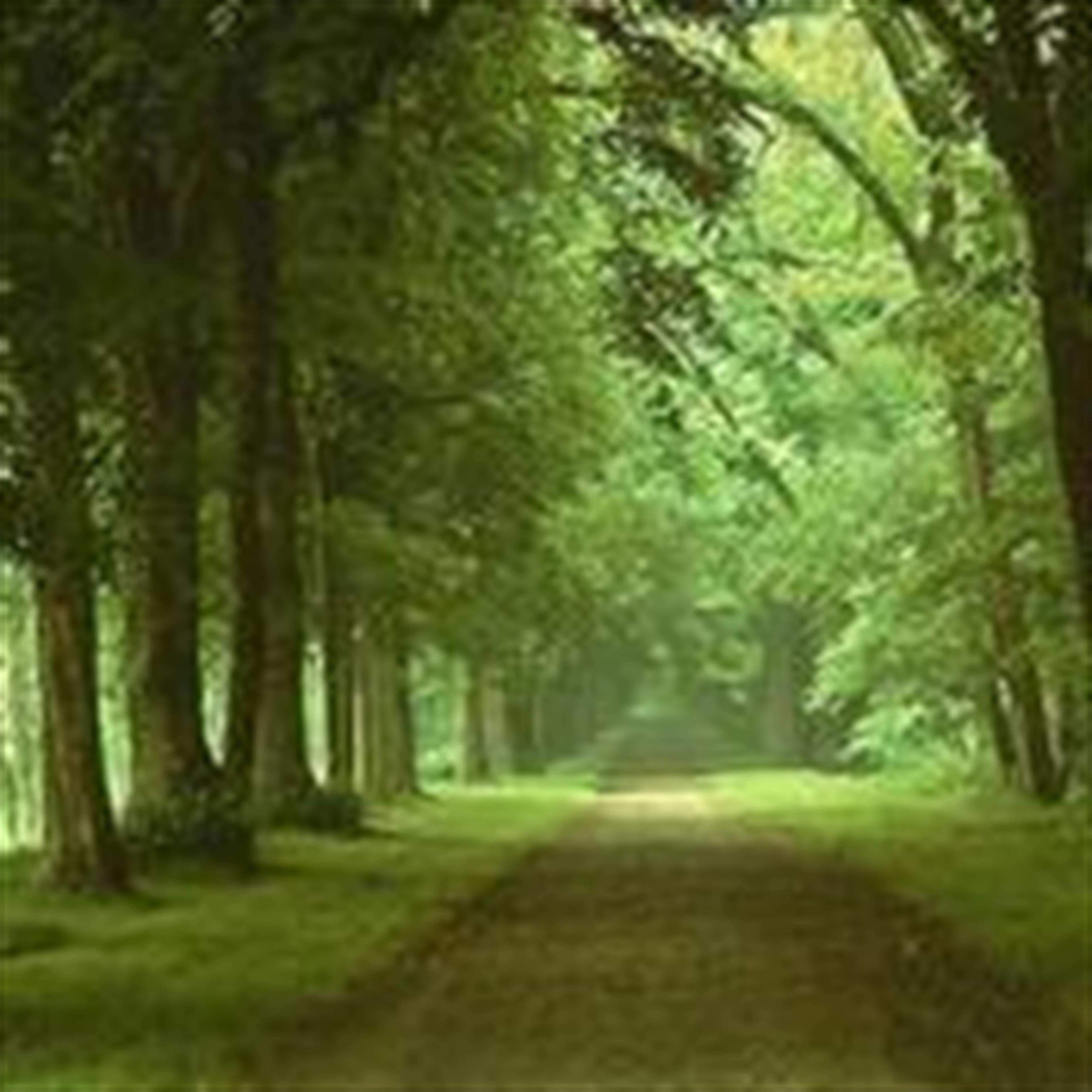 Richard White (Bolivar)