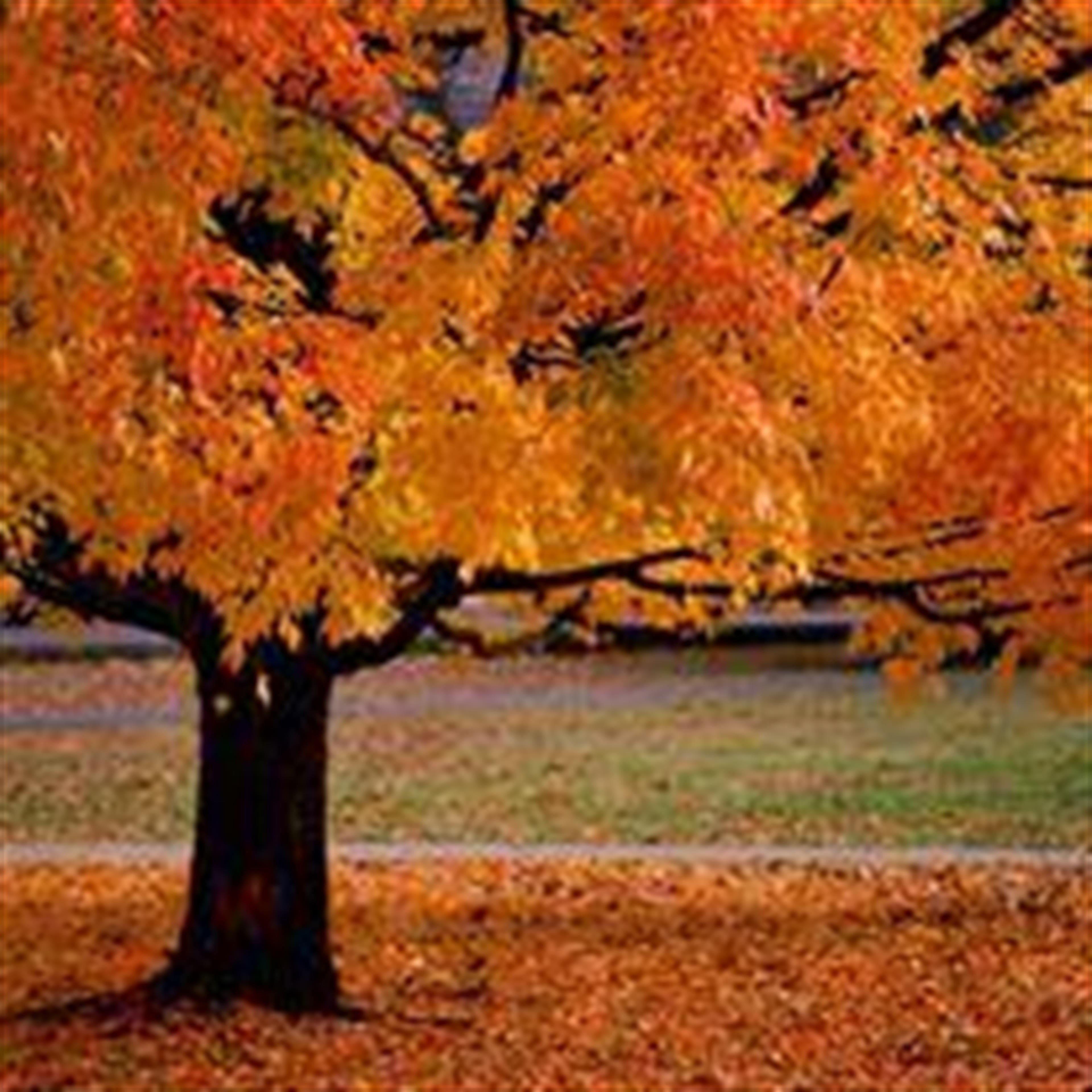 Billie J. Brotton (Hartville)'s obituary picture