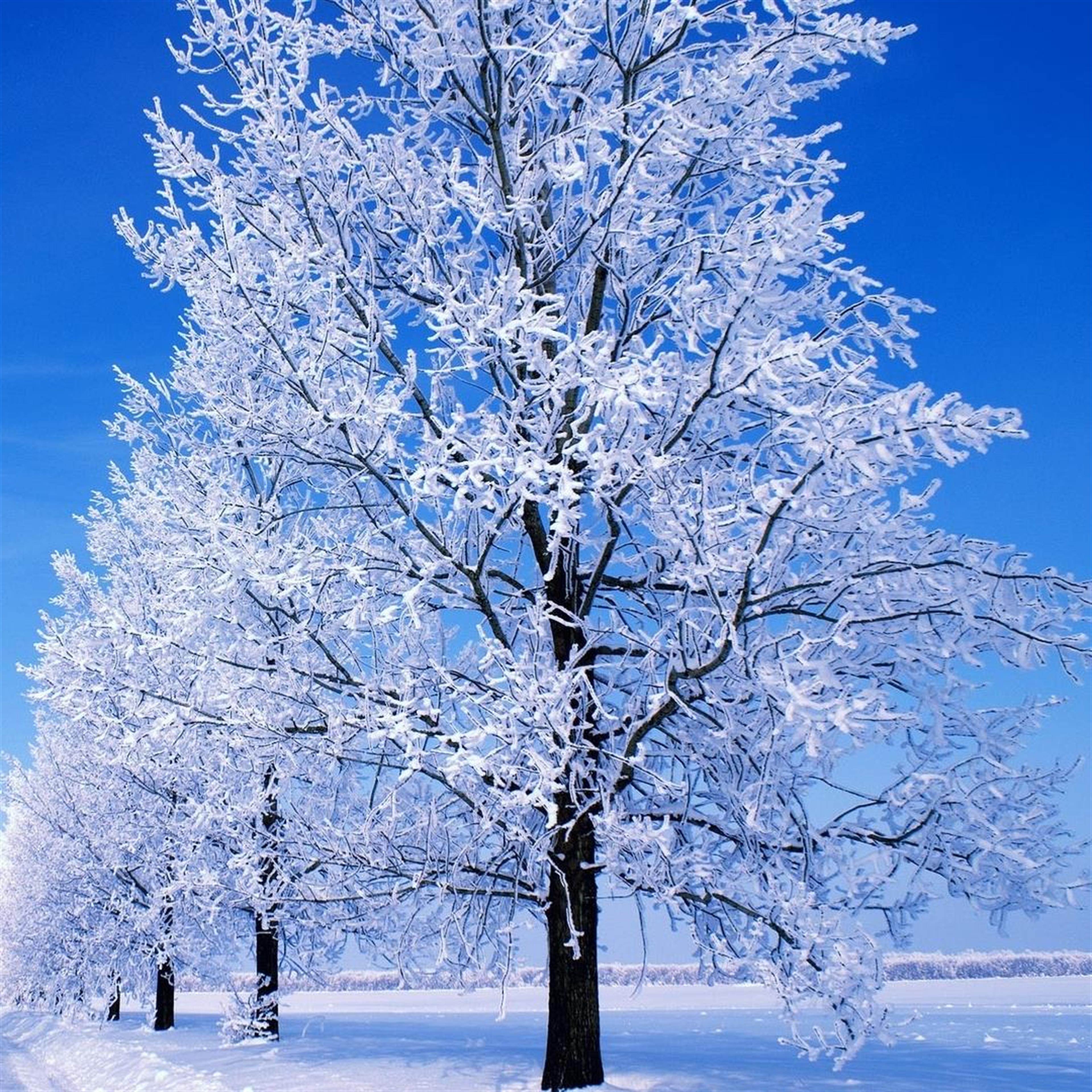 Ronald L. Harris (Lebanon)