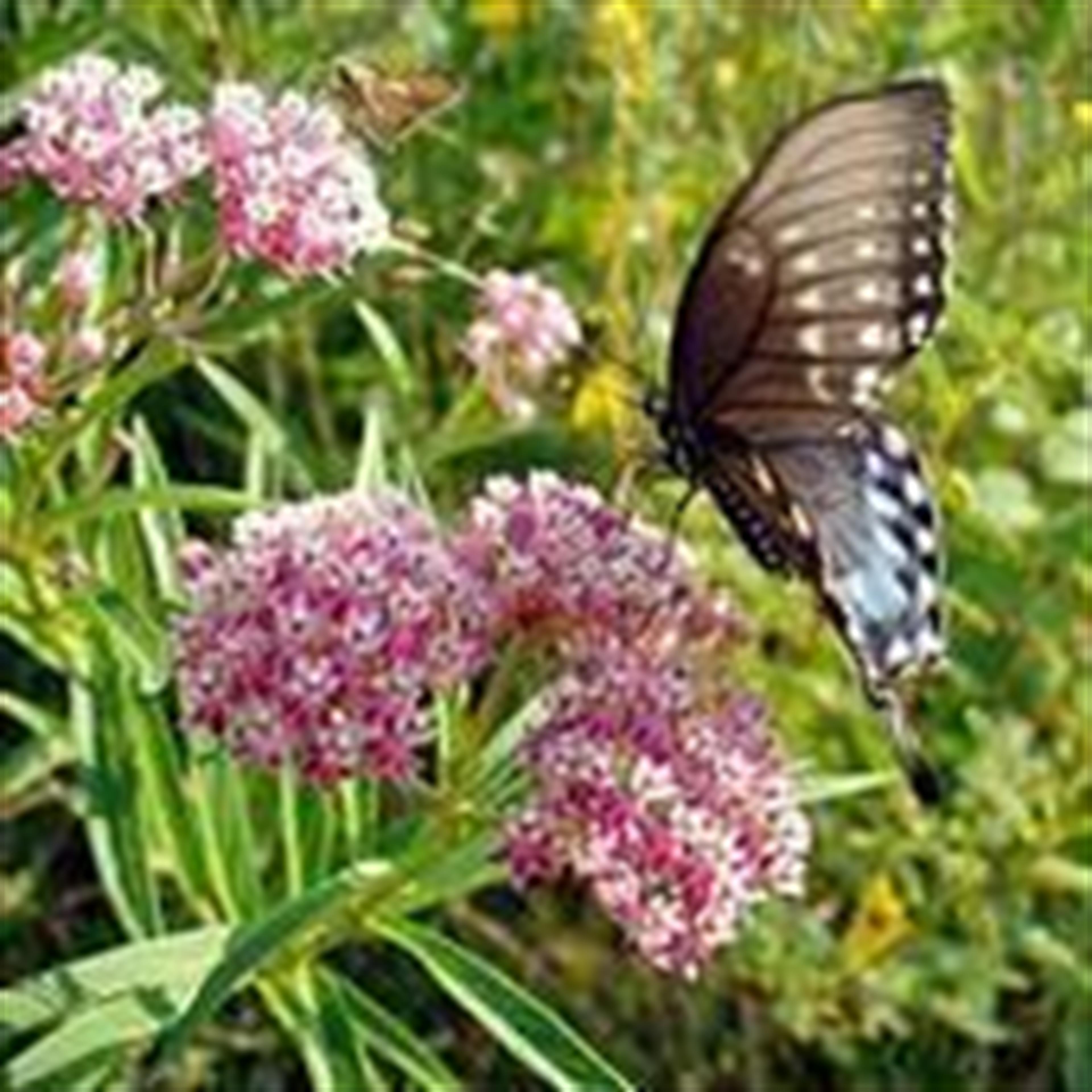 Christine Poe (Humansville)'s obituary picture