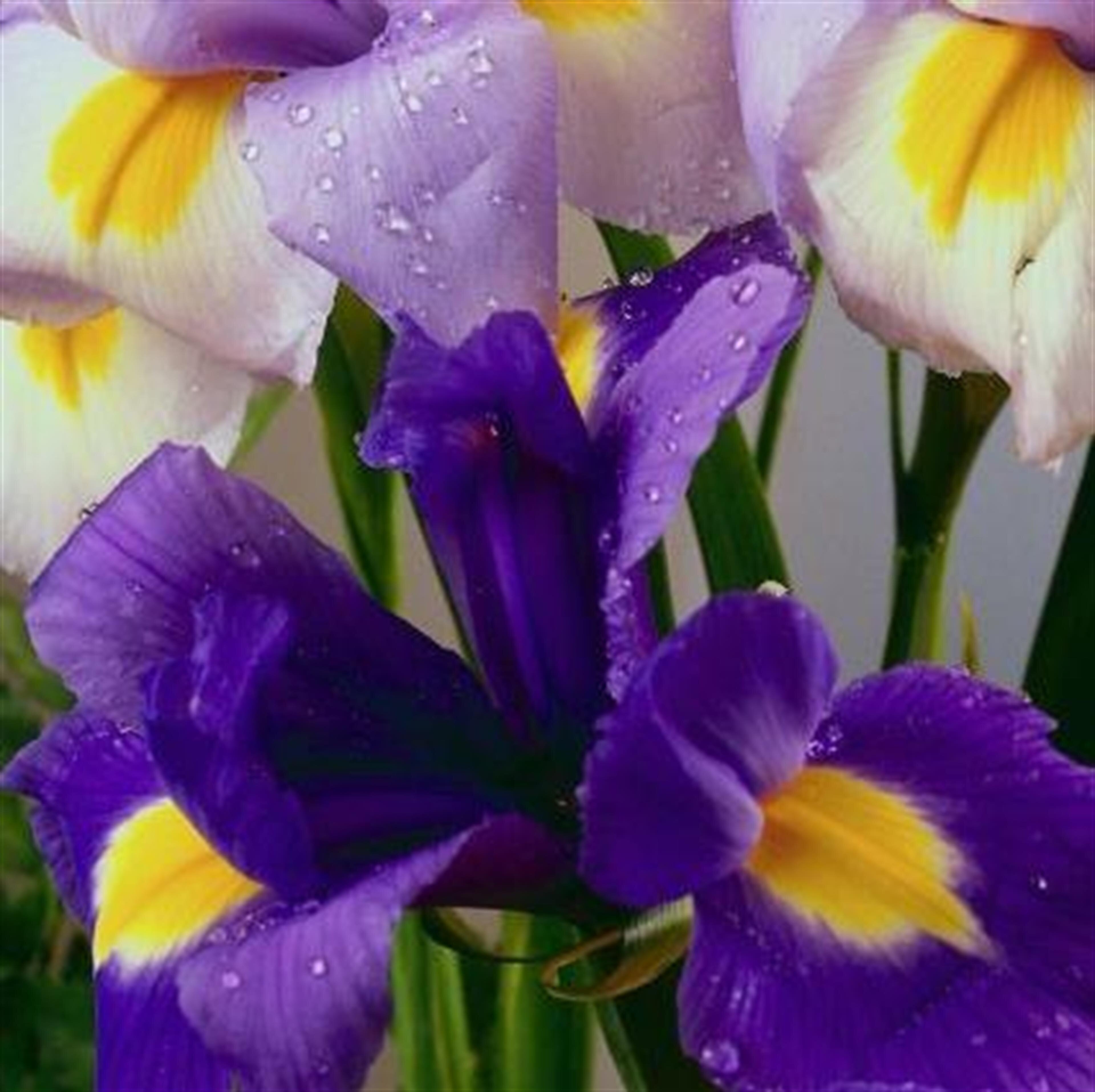 Debra K. Puroll