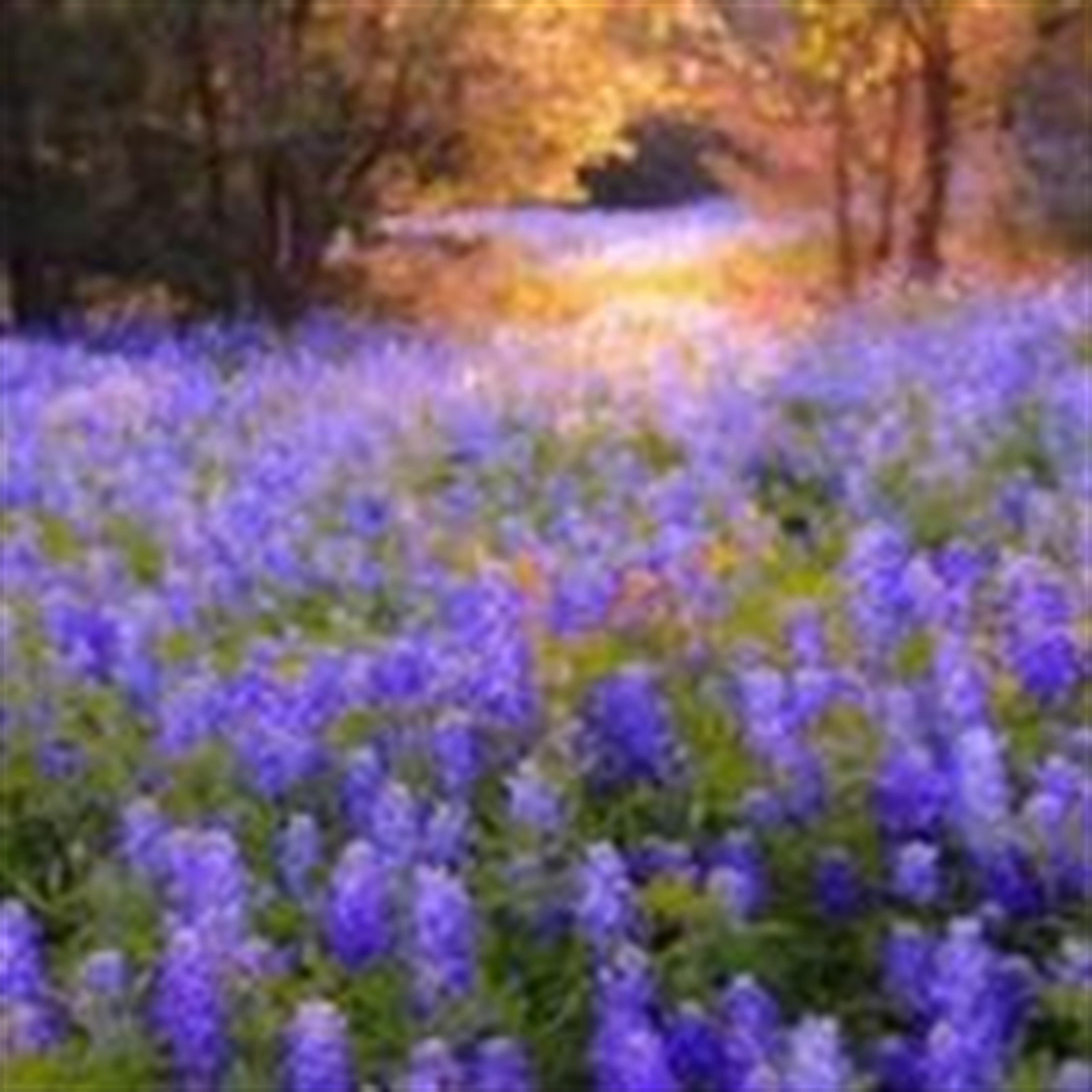 Carol A Bowers (Camdenton)