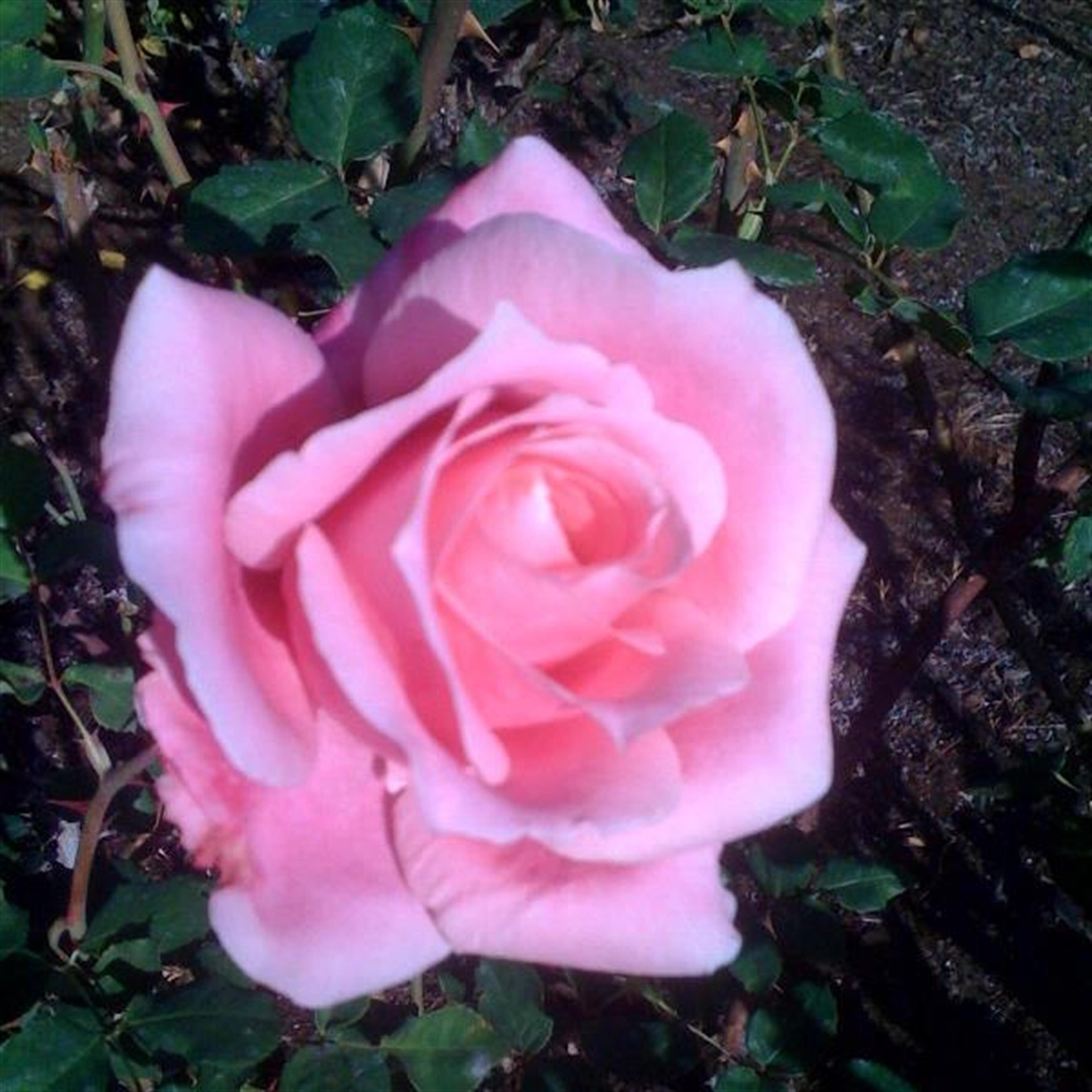 ROSE FLAHERTY