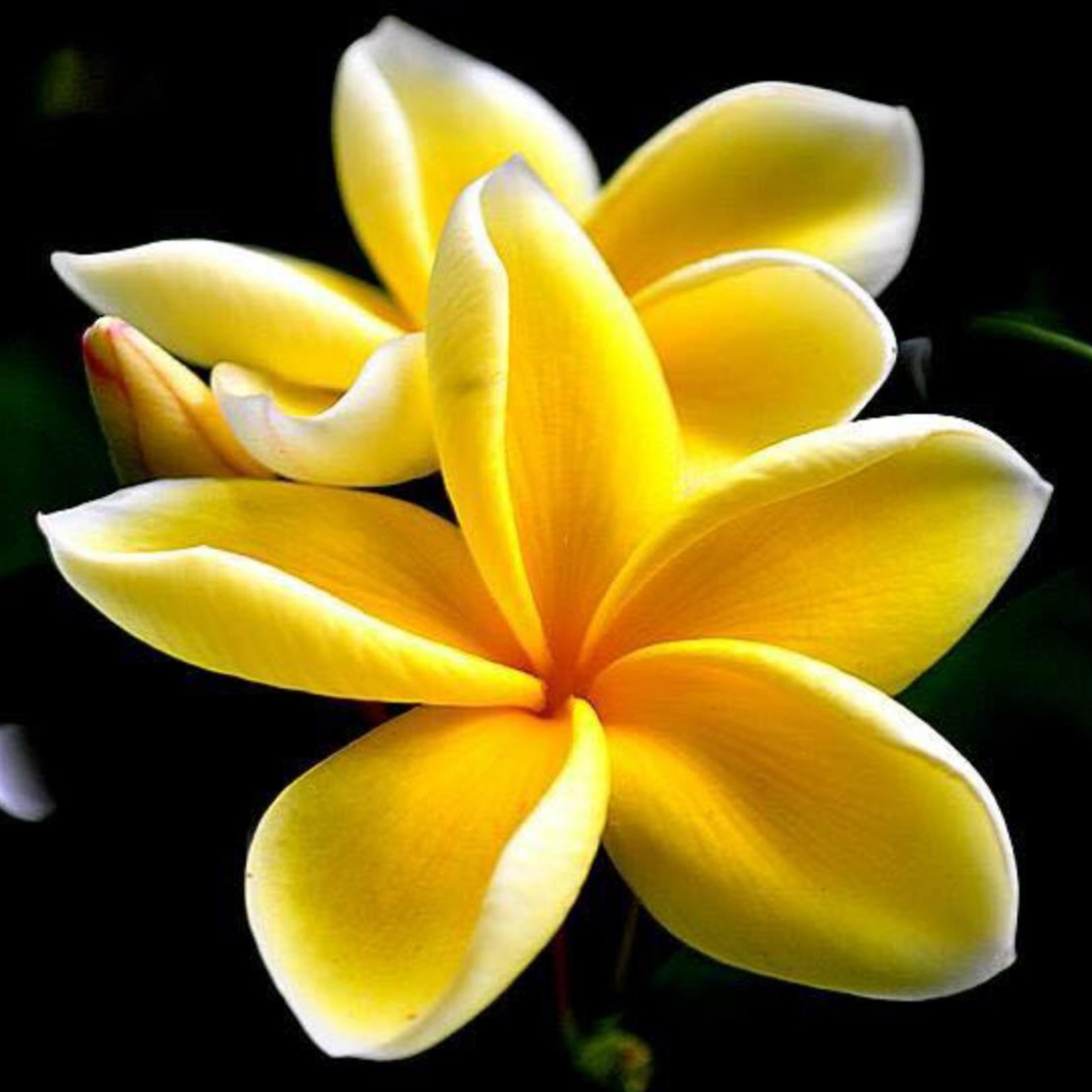 Sarah "Darling" Leialoha Akana