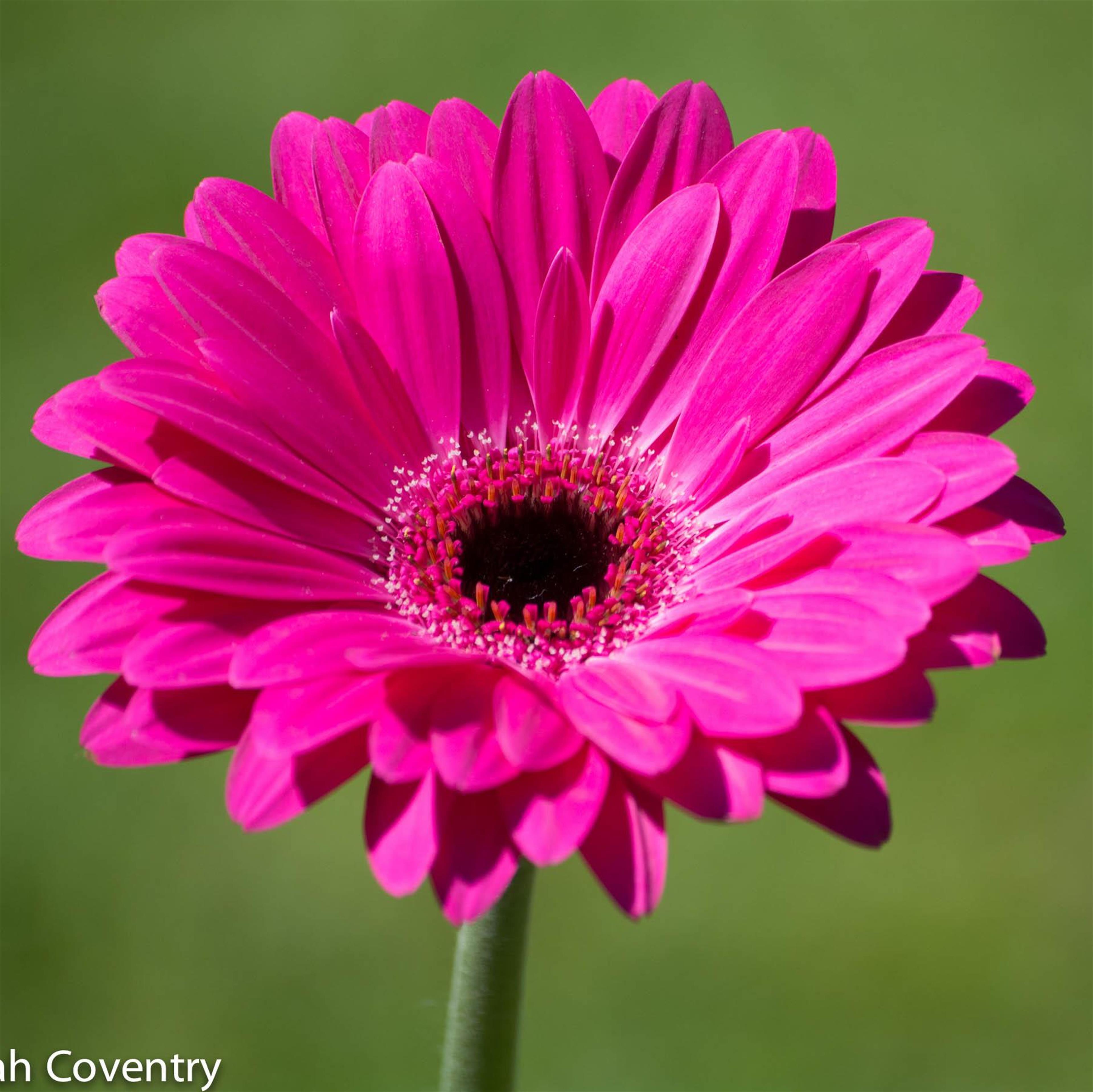 Lori Farris (Seymour)