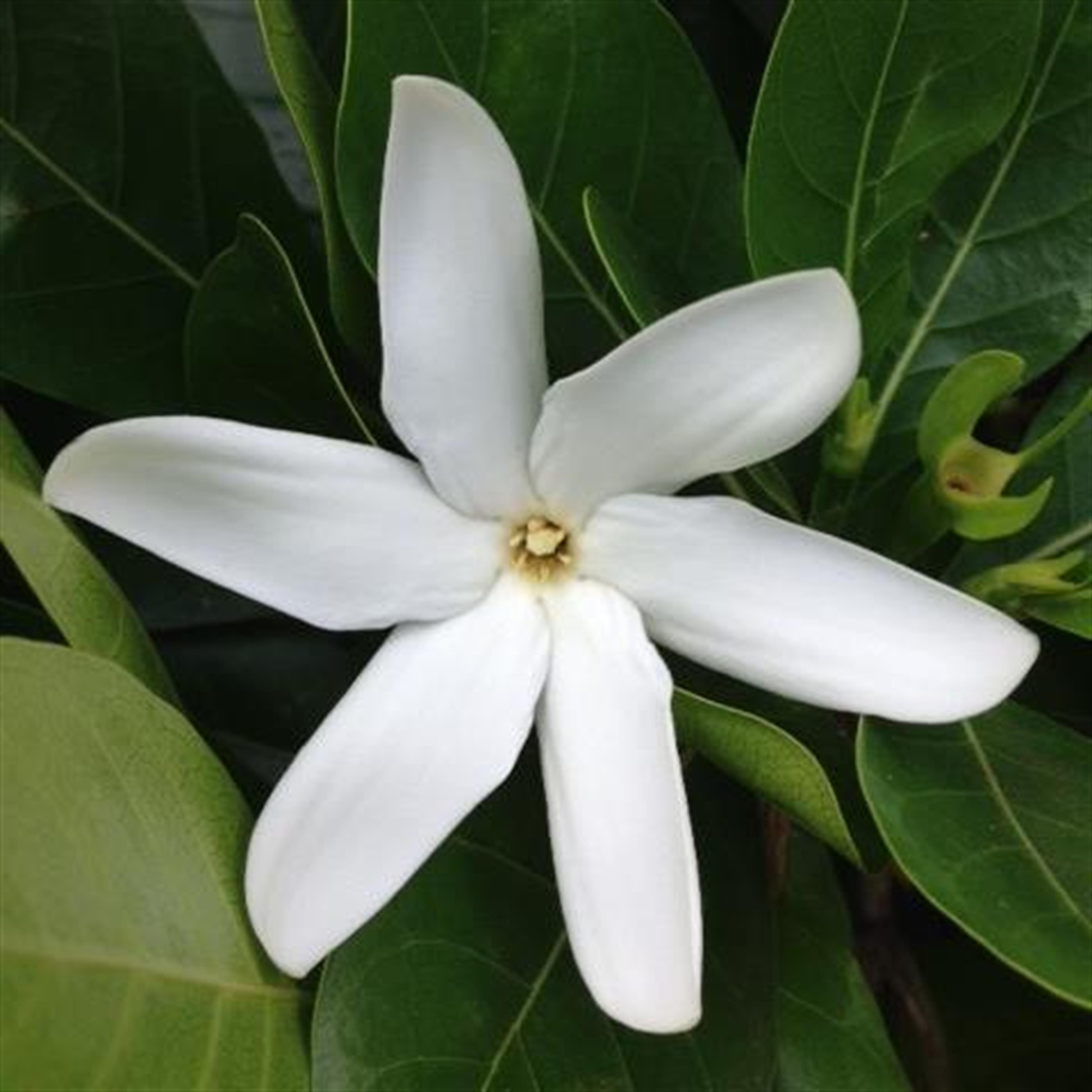 Roseline L.  Hoapili