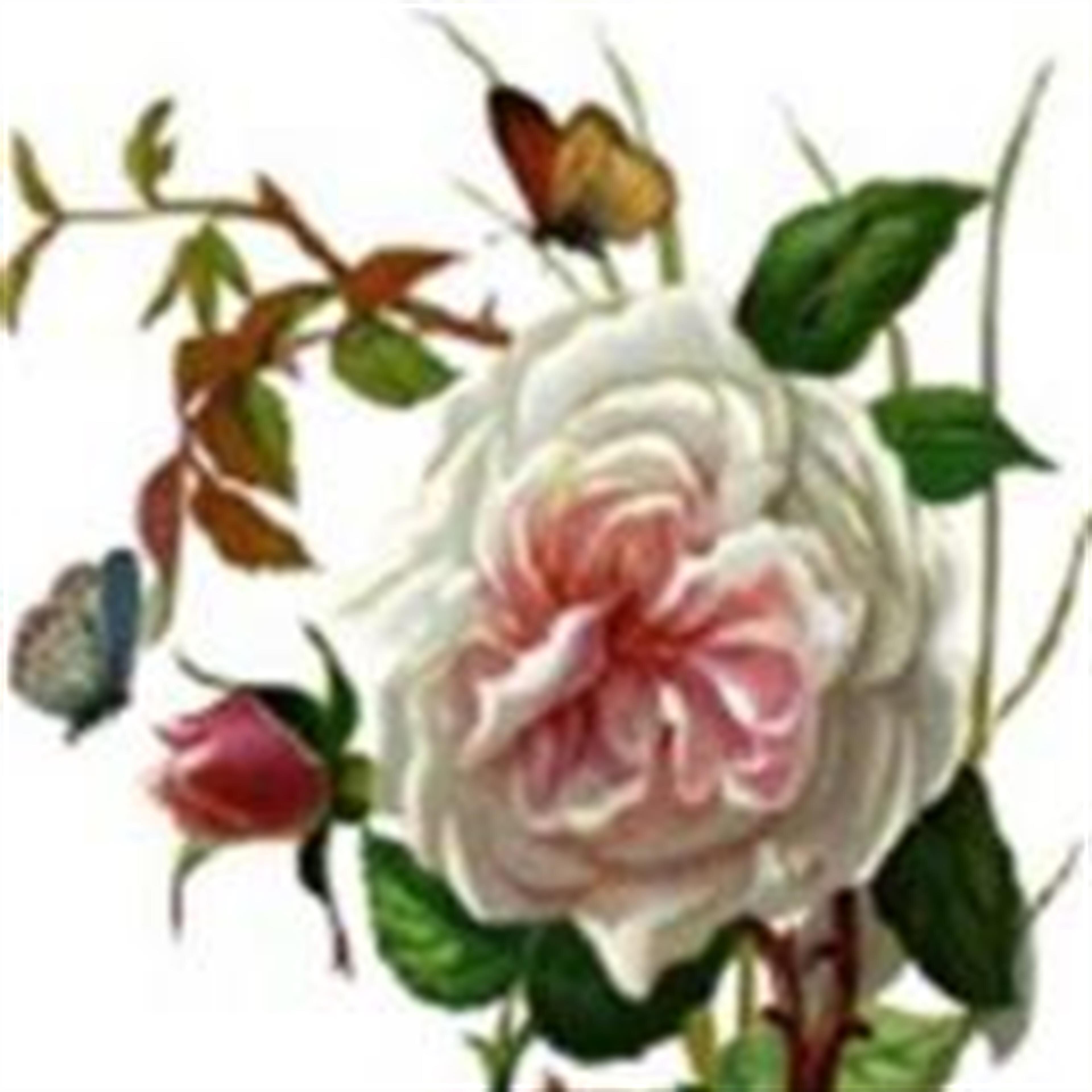 Gertrude Hauser Peck