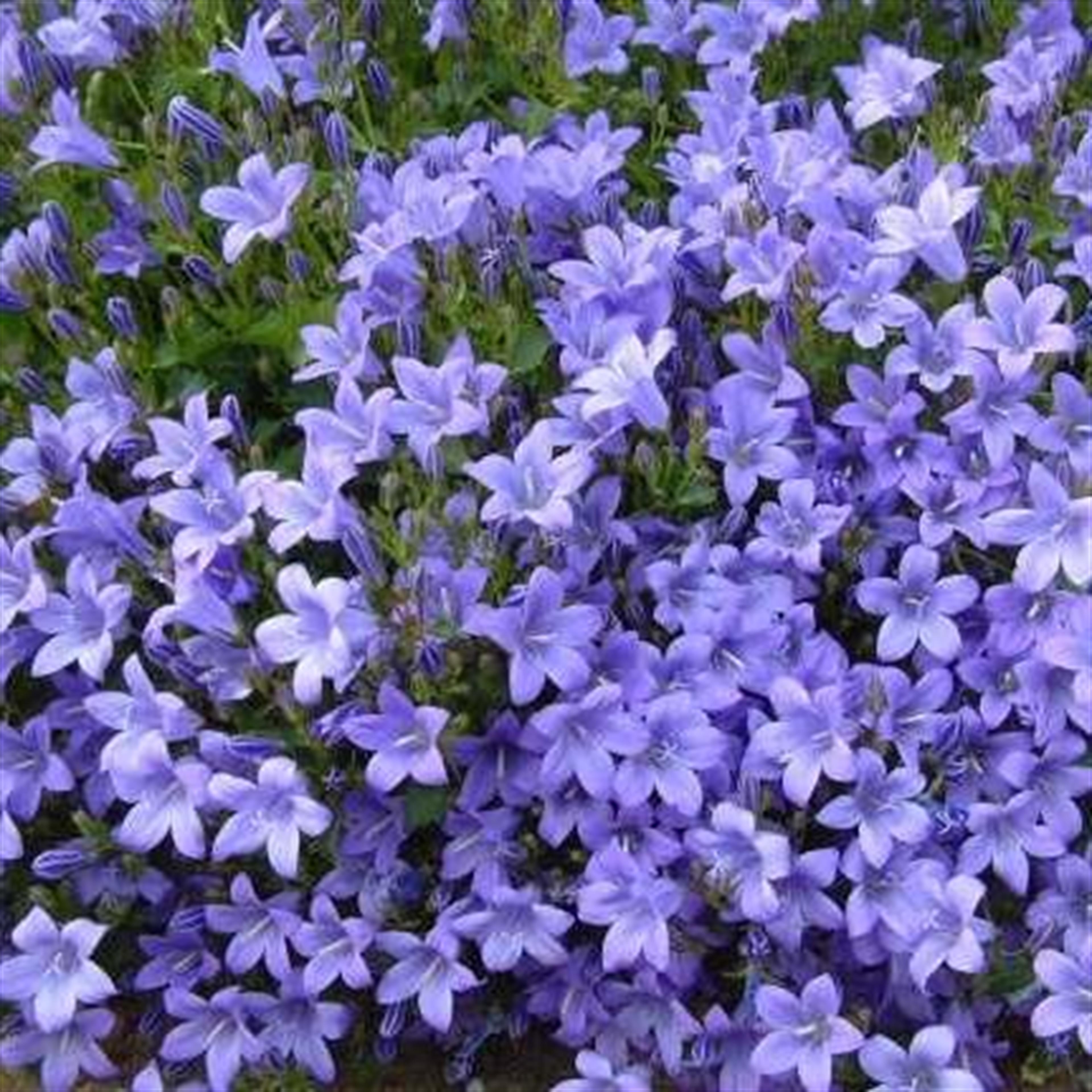 Judith Lanhan Groves