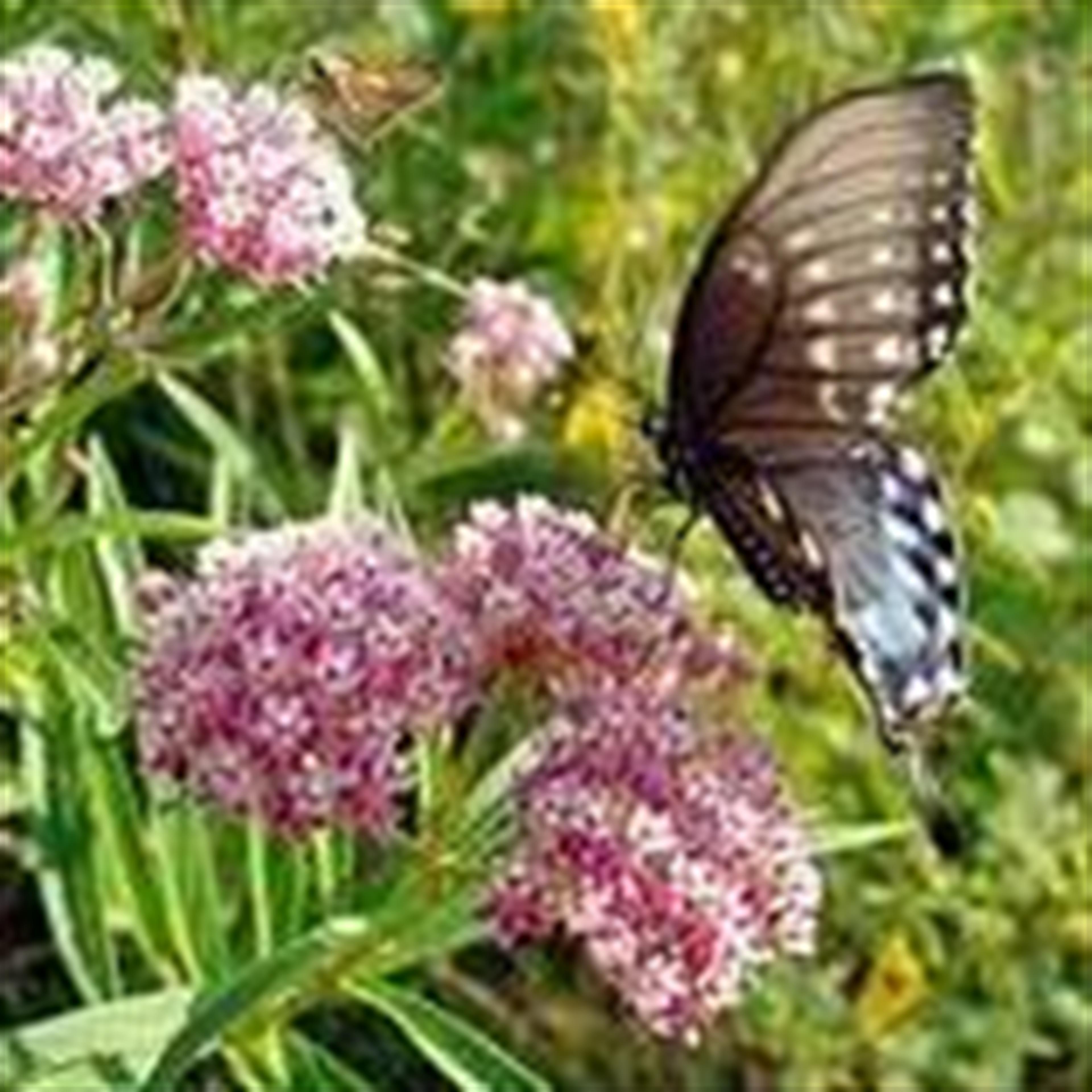 Nellie Lucille Andrews (Bolivar)