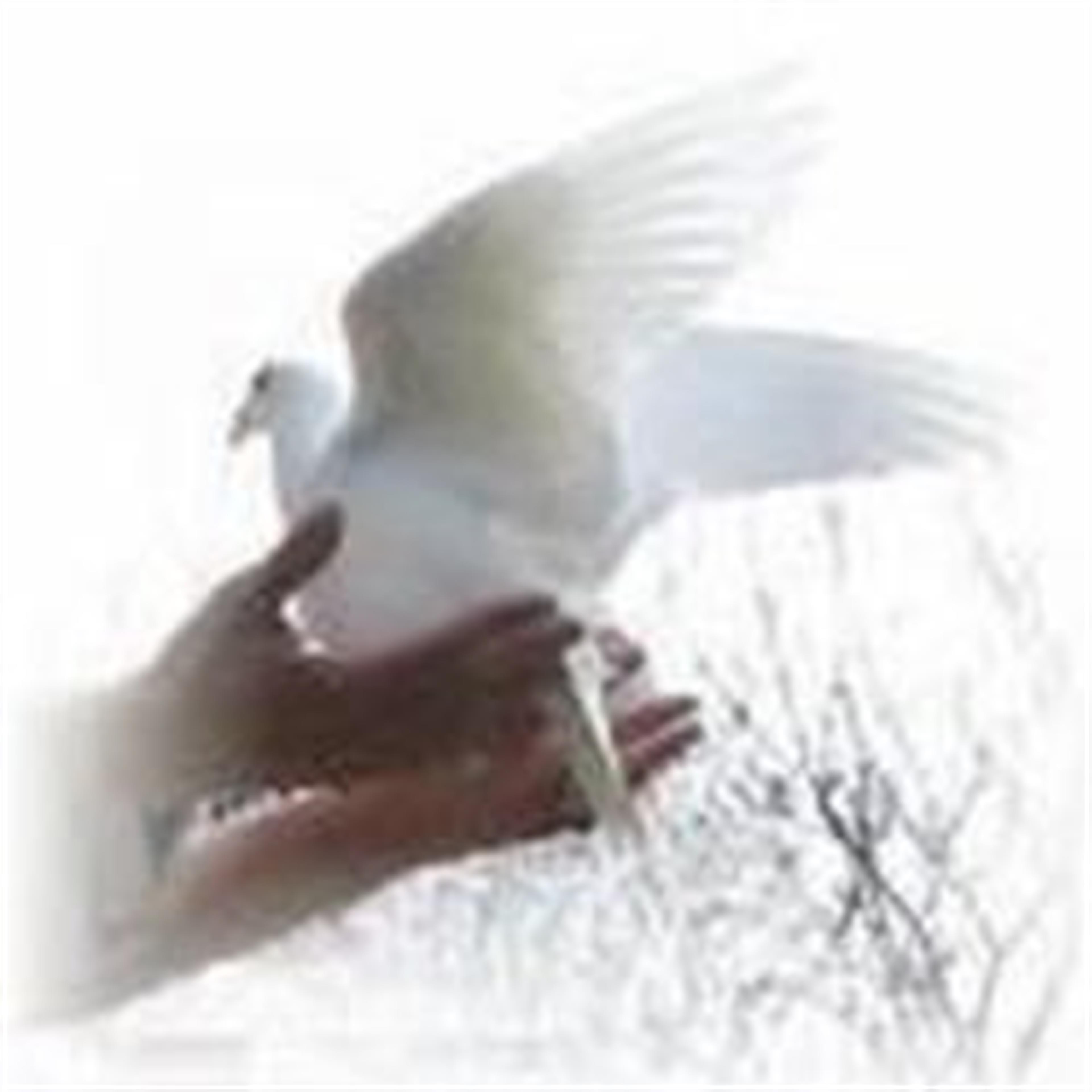 Toshiko "toni" Wright's obituary picture