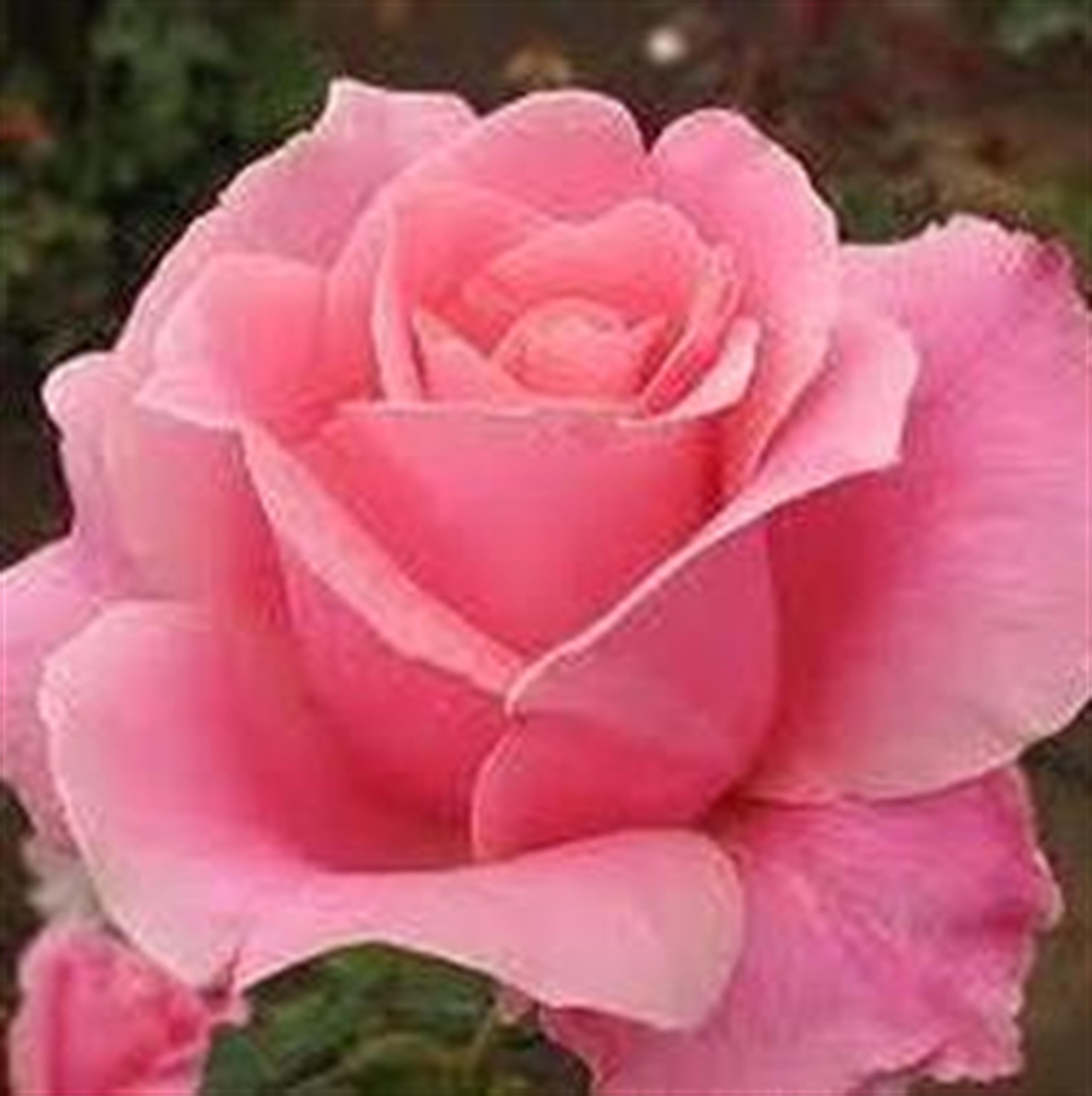 Sandra K Haselton (Camdenton)
