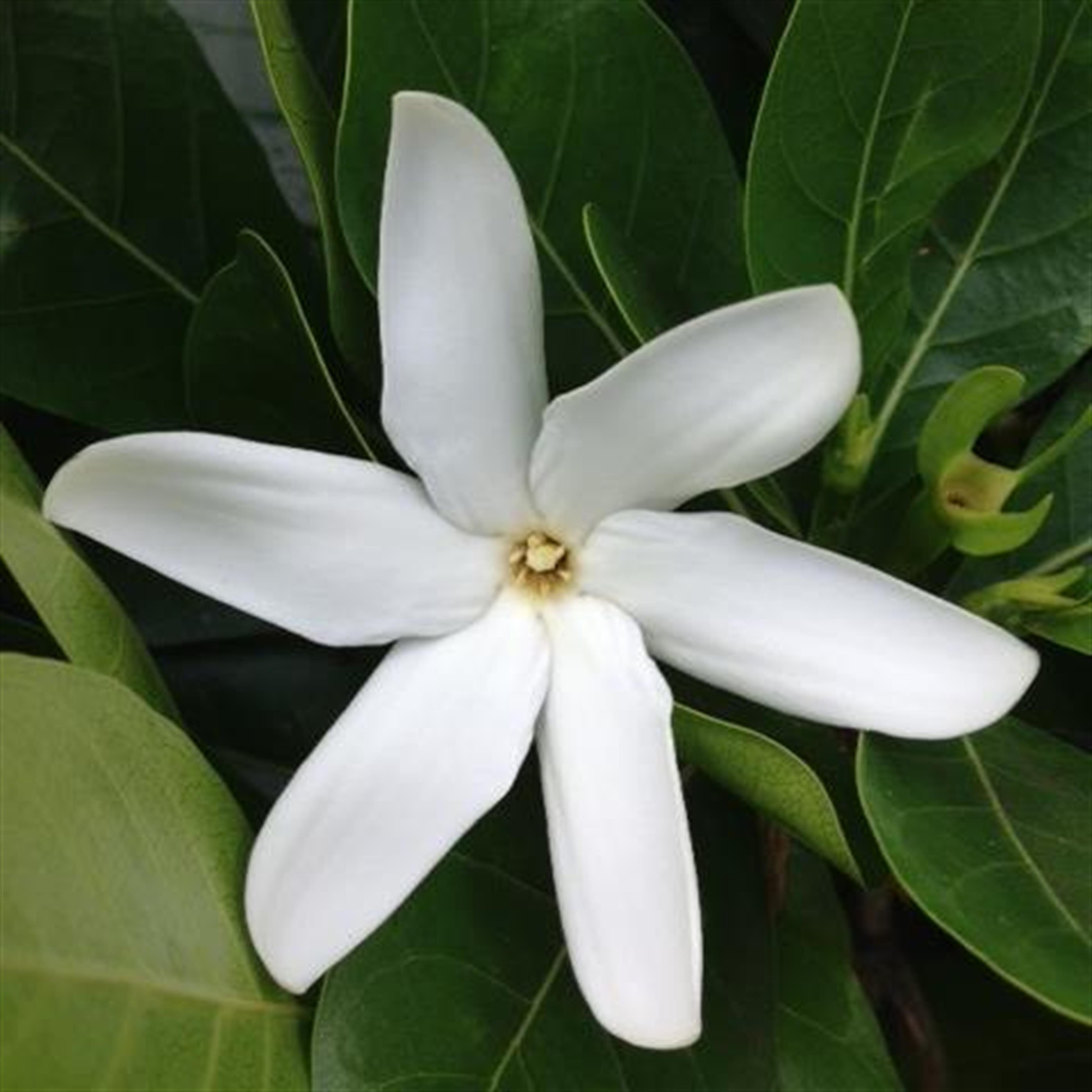 Martha "Maka" Kahailani Kaina-Kaho'opi'i