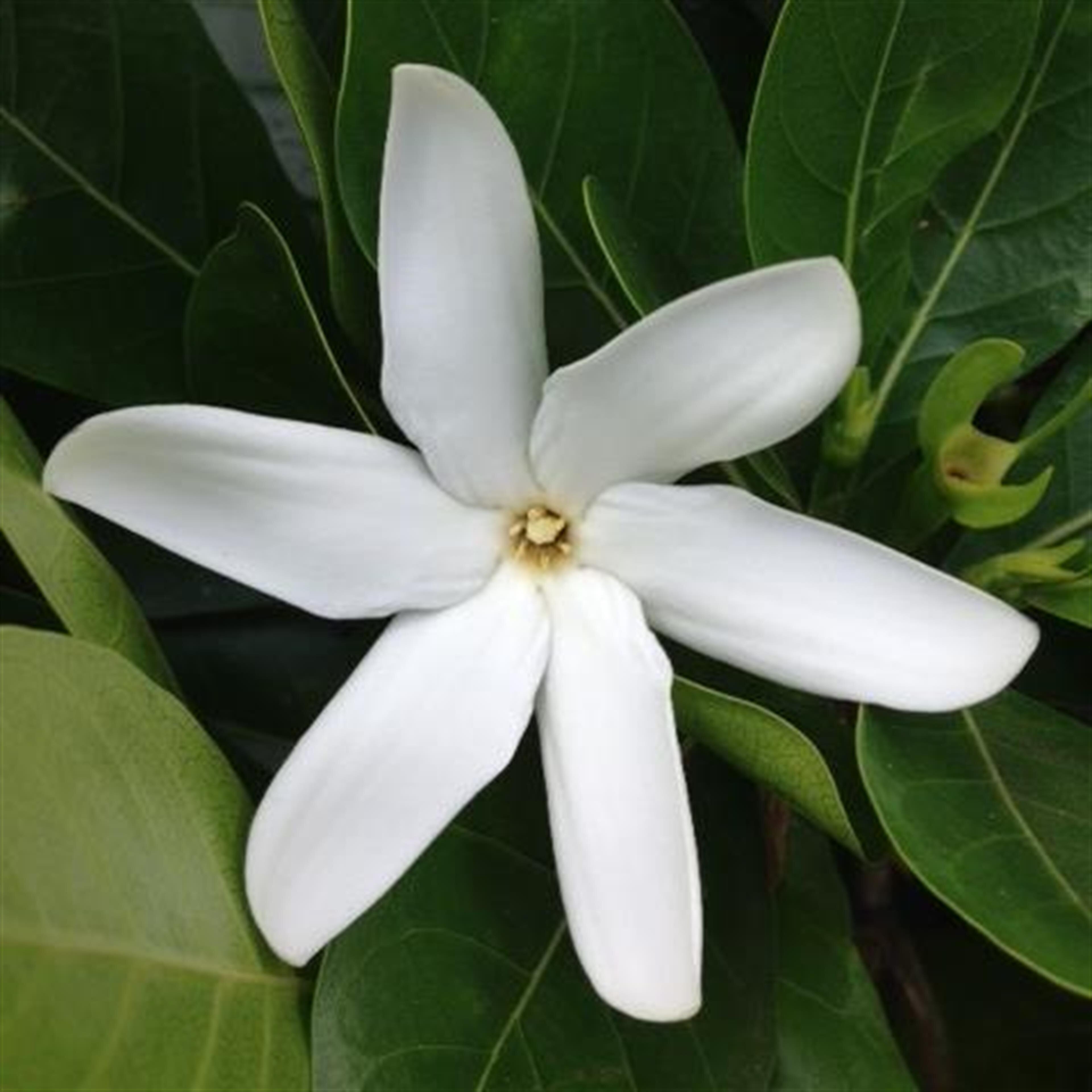 Elfrieda "Pita" Eleanor Kaui Tsukayama