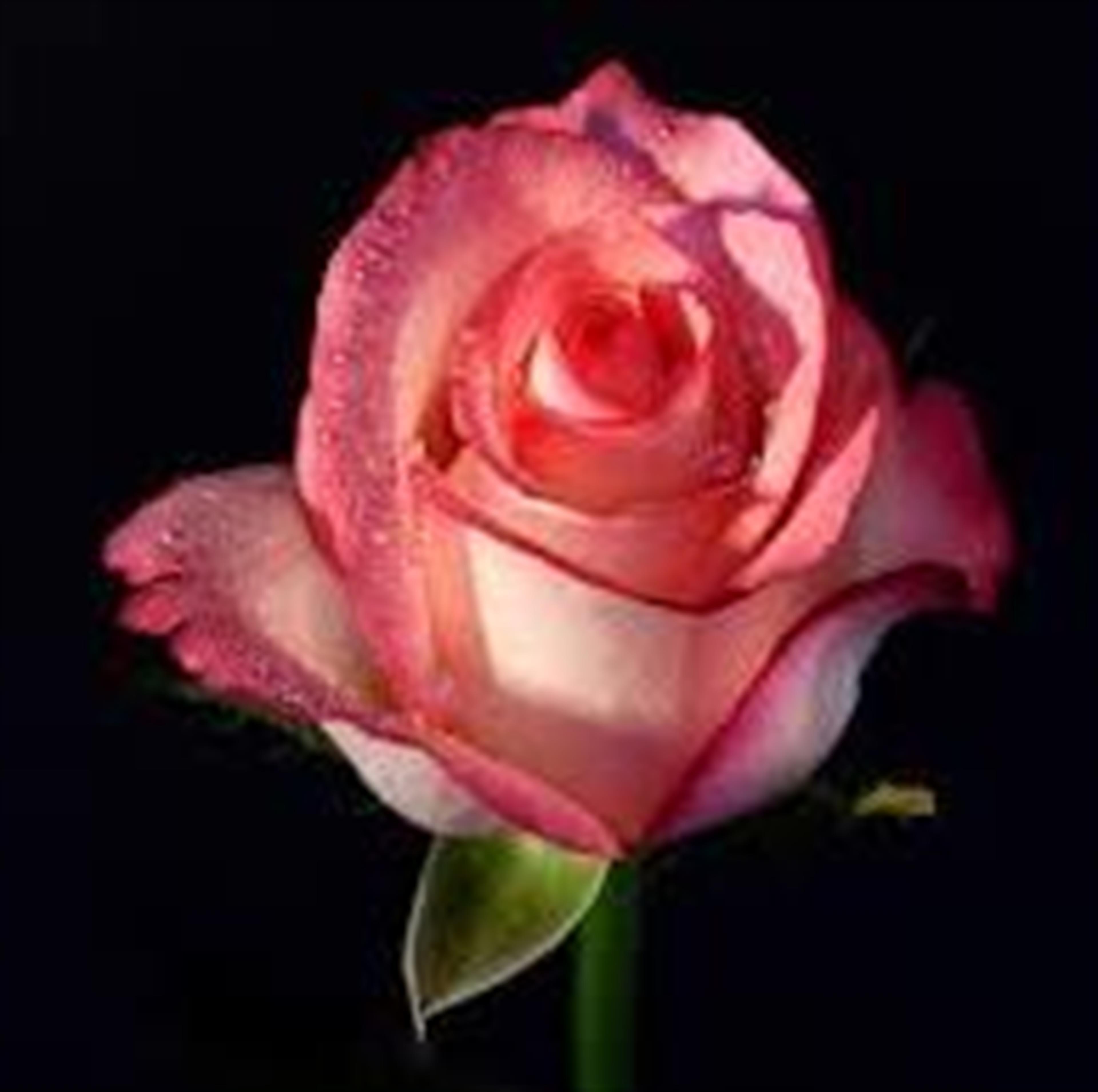 Sherri Jones (Lebanon)