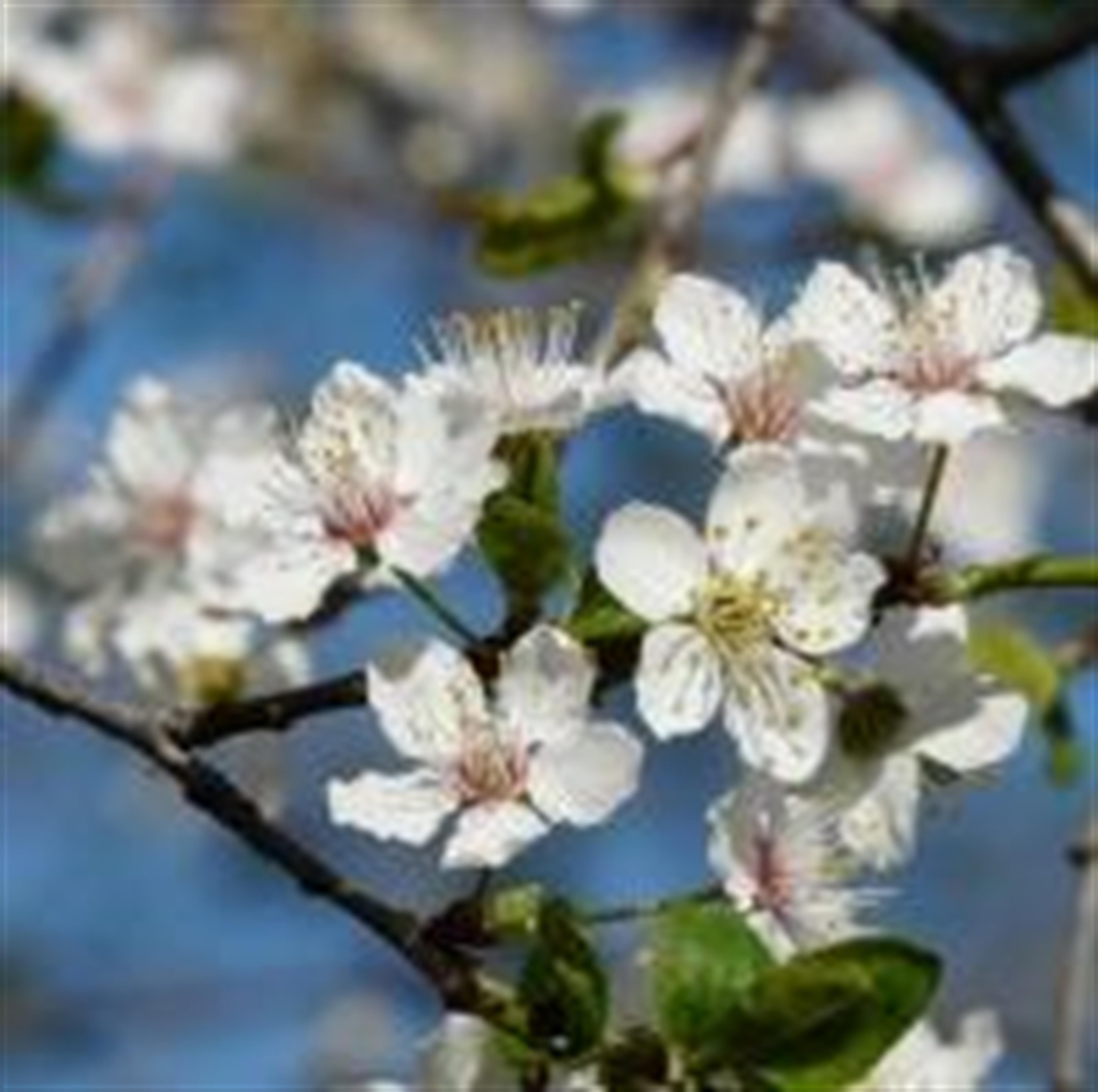 Vicki Knox (Bolivar)